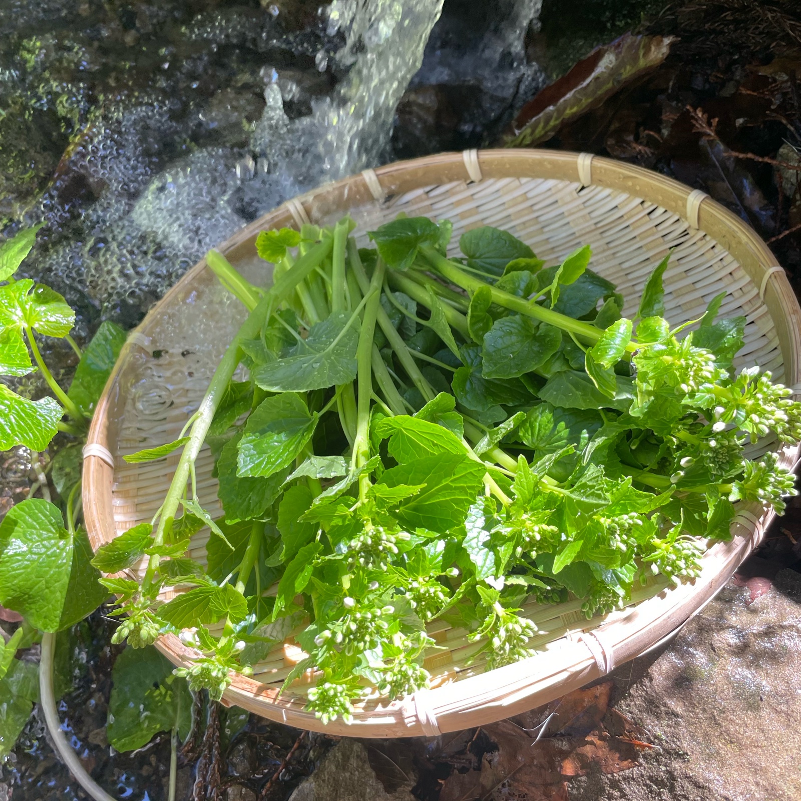 わさびの花500g わさび中サイズ600g わさびの花(蕾) 東京産 ｜ 野菜/薬味 産直アウル 農家・漁師など生産者