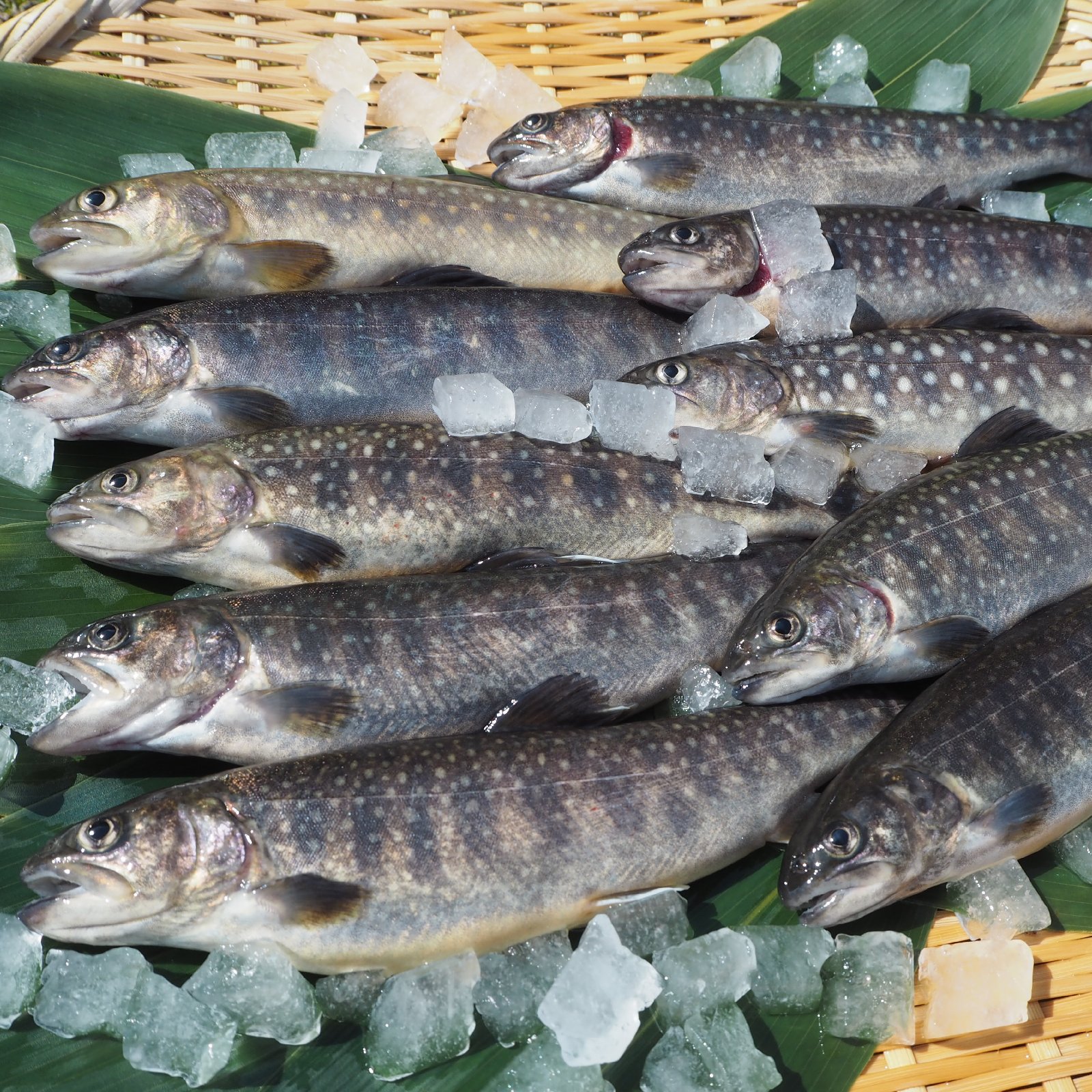 ヤマメ（魚介類＞川魚）の産地直送商品一覧（通販・お取り寄せ）-産直