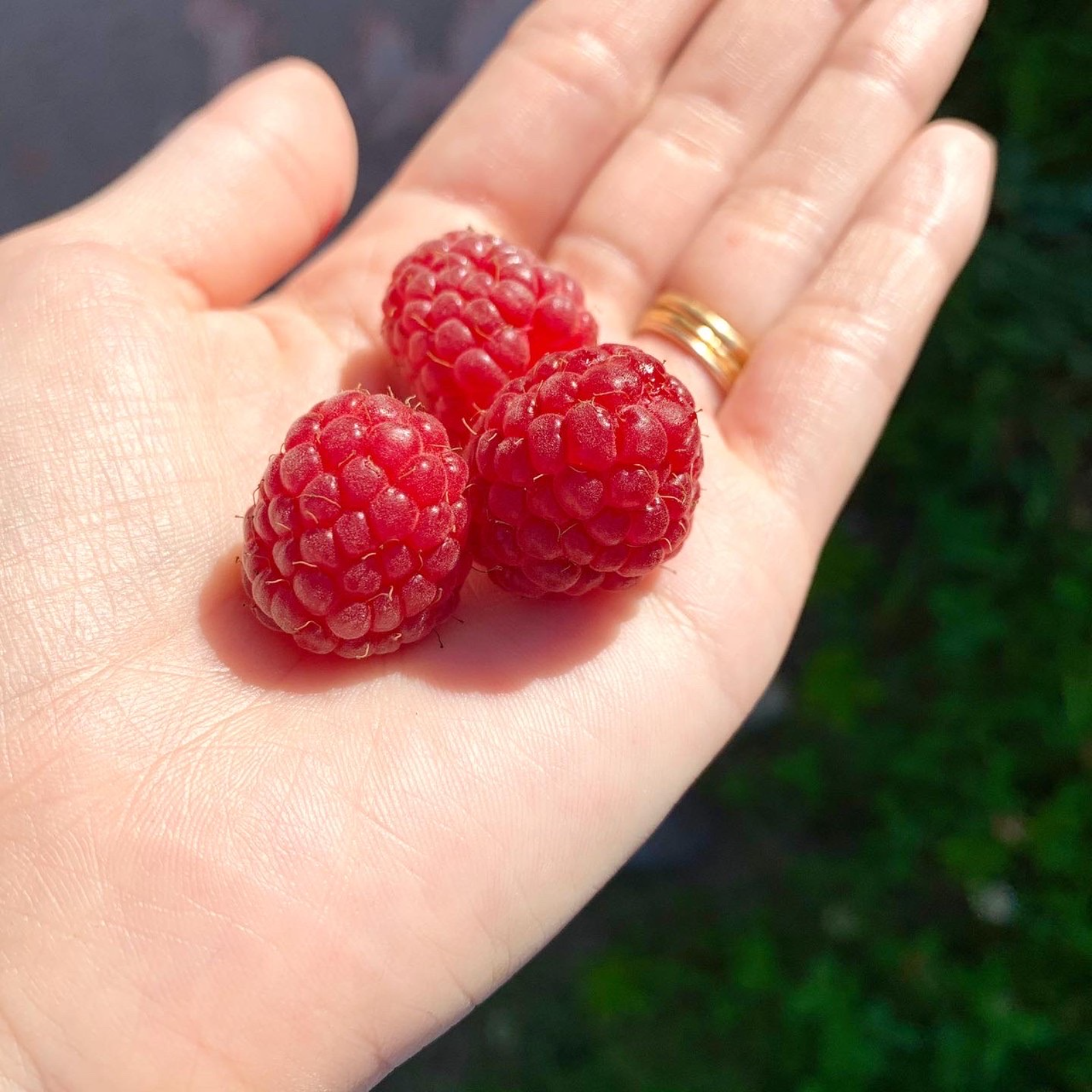 無農薬栽培 珍しい国産のラズベリー1kg ｜ 果物/ベリー類 産直アウル