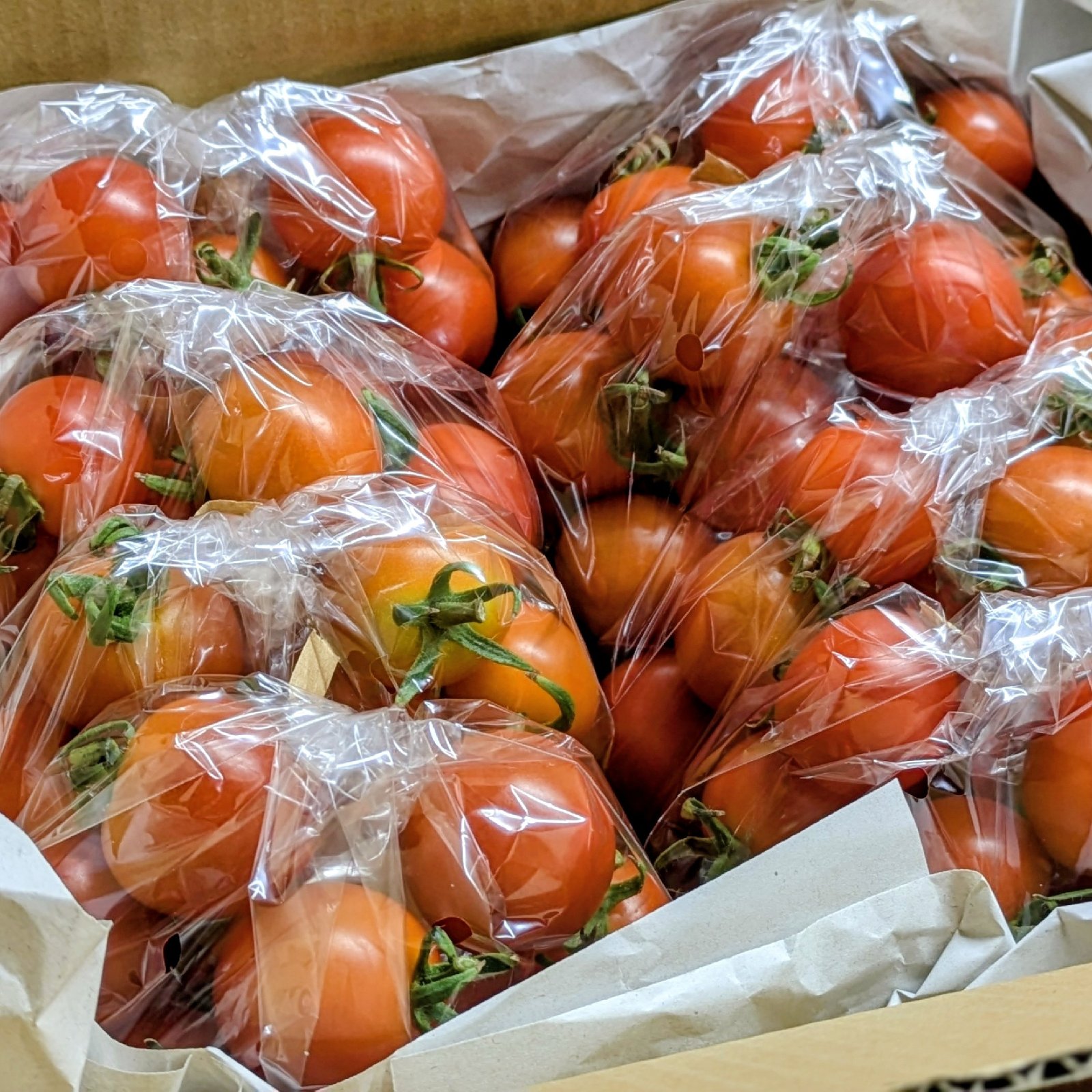 食品 青森県産ミニトマト9キロ