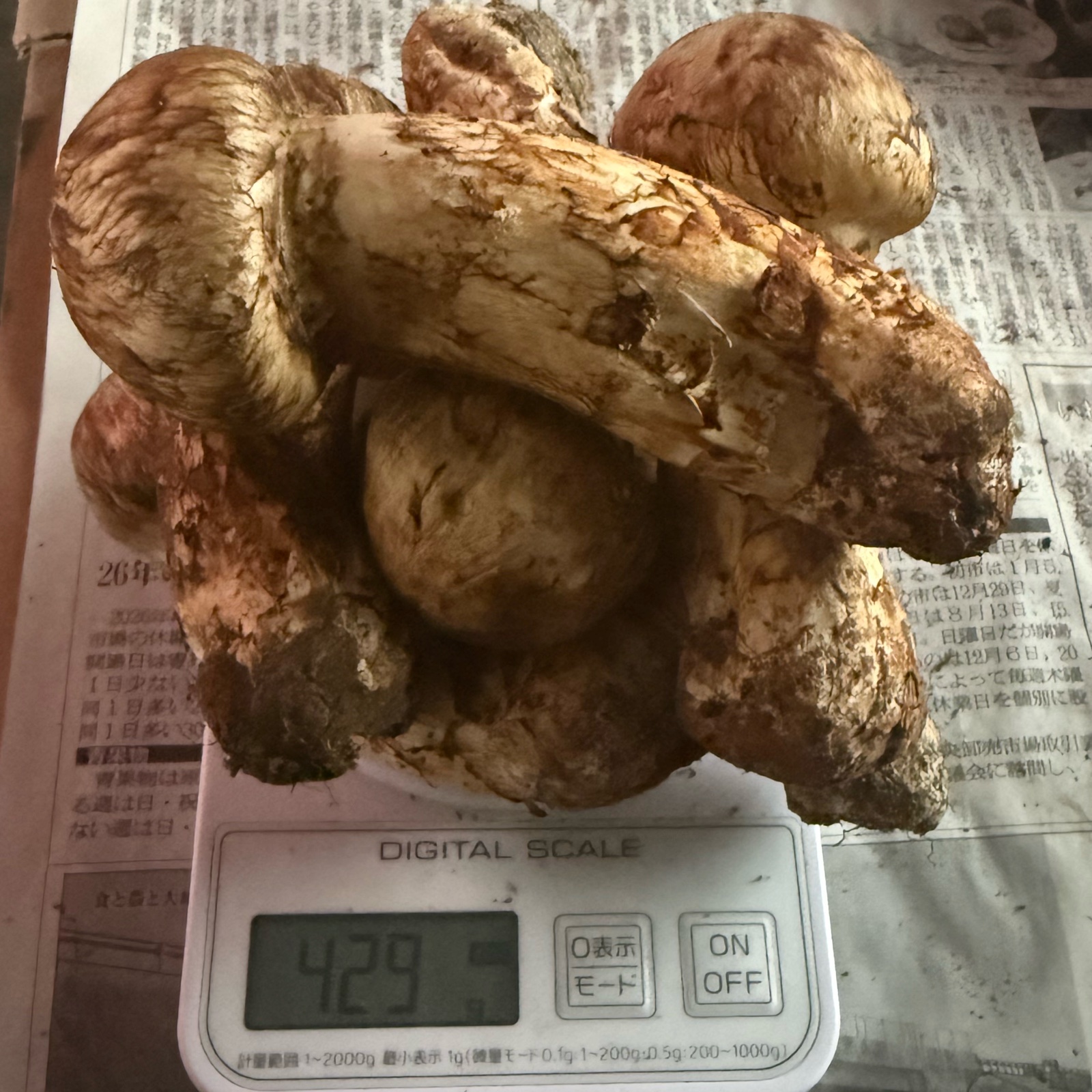 長野県産松茸【約500g】 | 野菜/きのこ 産直アウル 農家から直接野菜