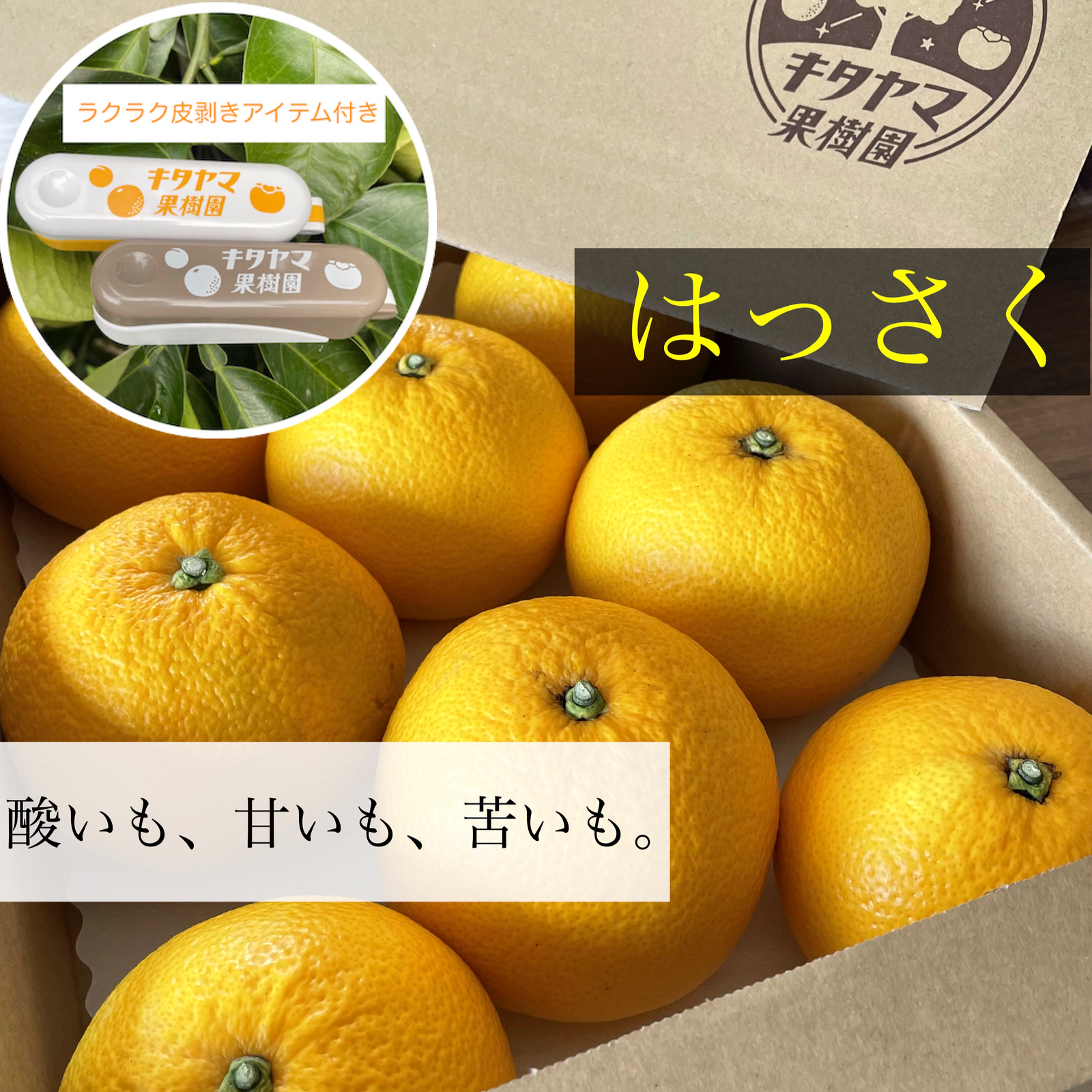 wはっさく 3.5kg前後 8〜11玉入 Lサイズ以上 (ムッキーちゃん ホワイト