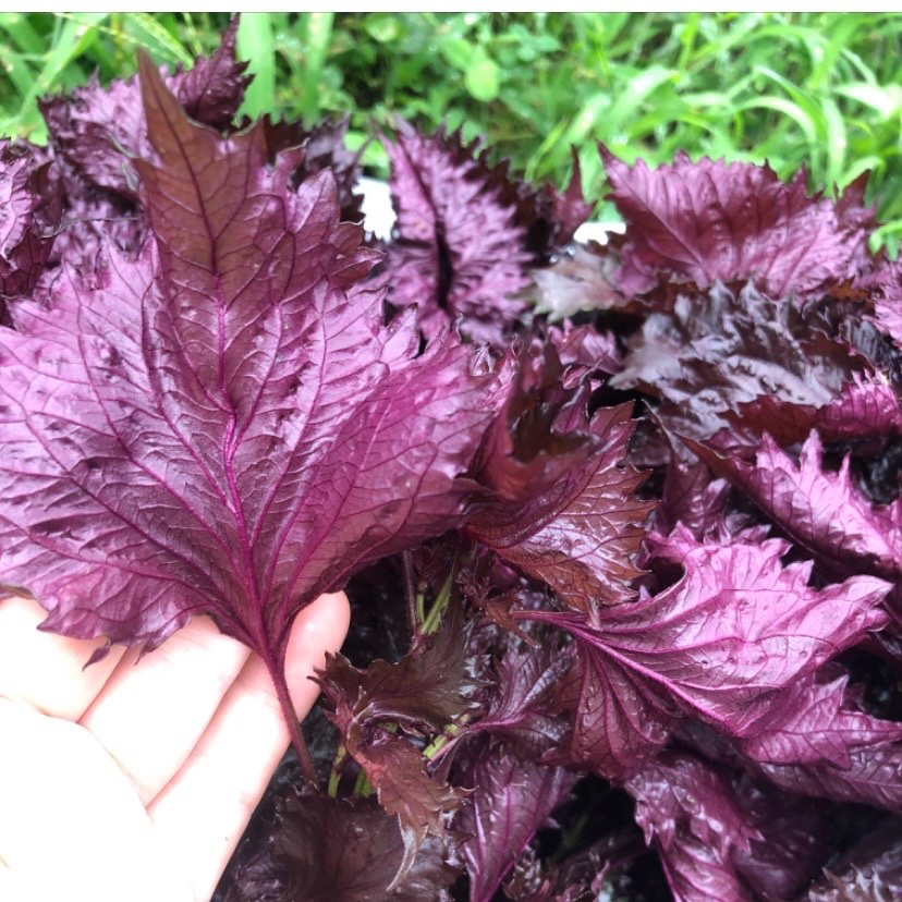 ちえぴ　自然栽培　野菜詰め合わせ　赤紫蘇　自生赤紫蘇 日本農園の最新投稿「赤紫蘇予約販売開始中」｜産地直送の販売・育成
