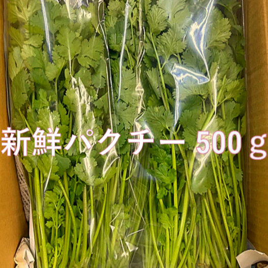 期間限定　パクチー　香菜　新鮮野菜　業務用　大量　卸し　10kg クール便 期間限定 パクチー 香菜 新鮮野菜 業務用 大量 卸し 10kg クール