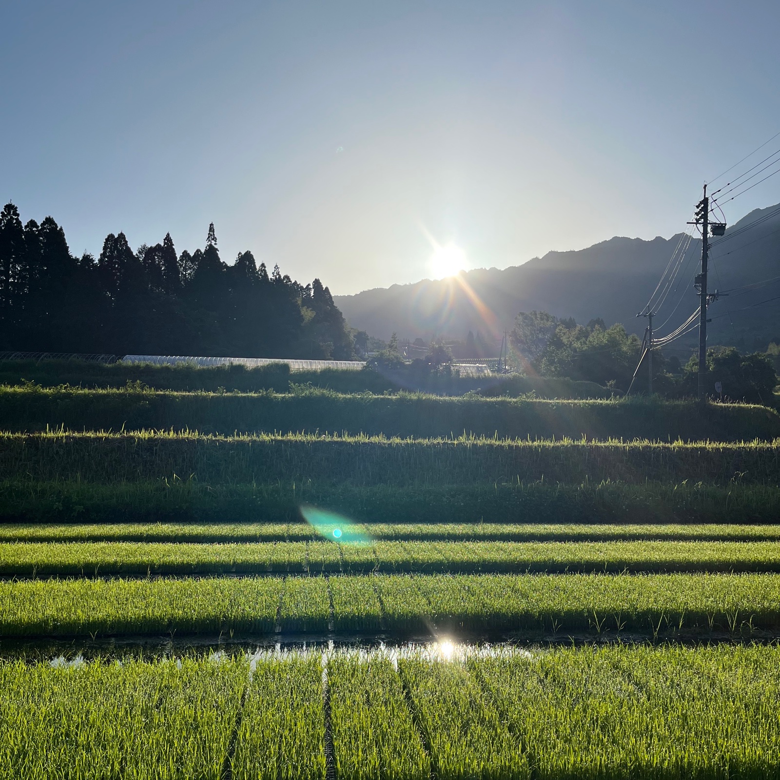 幻のお米 旭1号 無農薬無肥料栽培 天日干し 玄米です10kg(5kg×2個