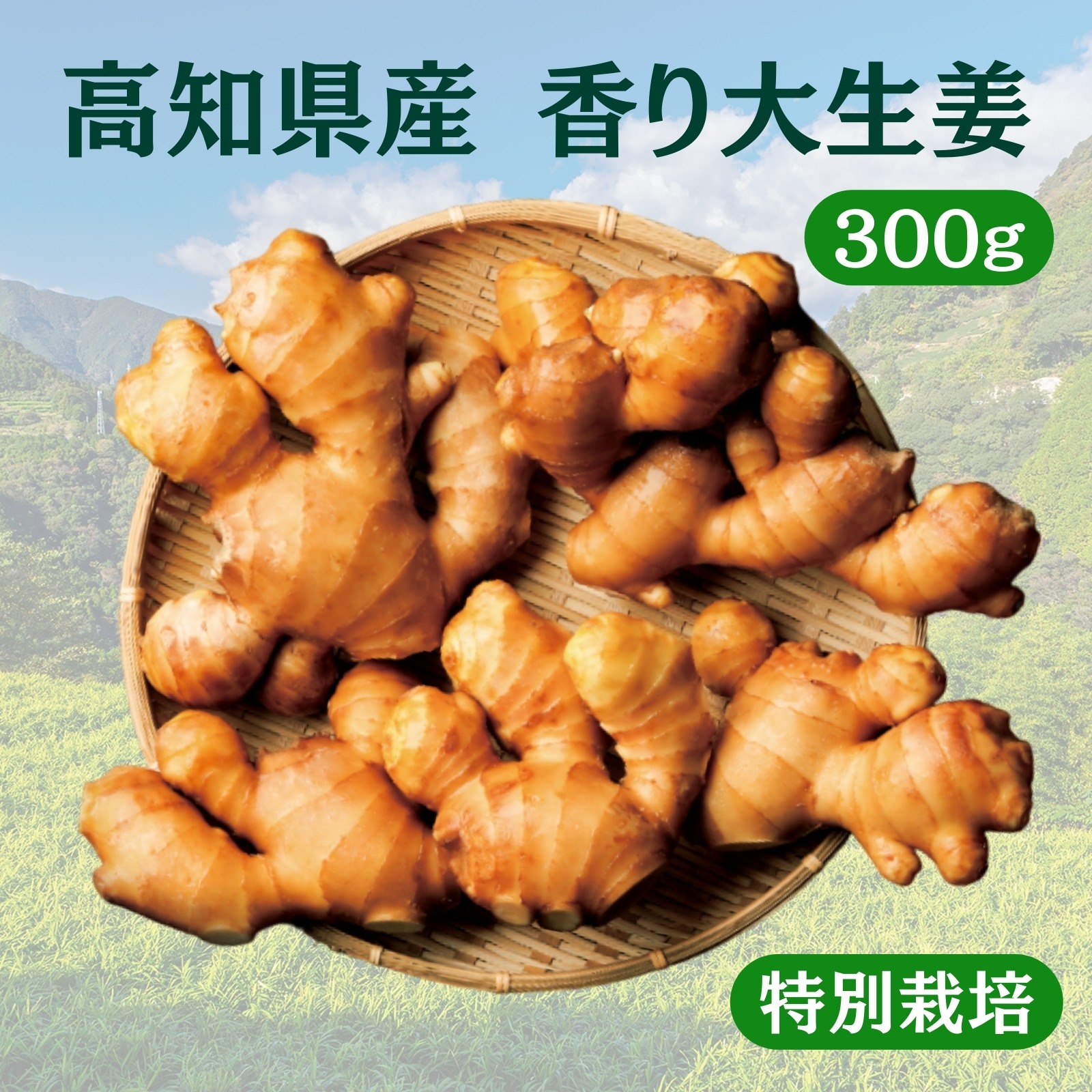 特別栽培 高知県産 香り大生姜 | 野菜/薬味 産直アウル 農家から