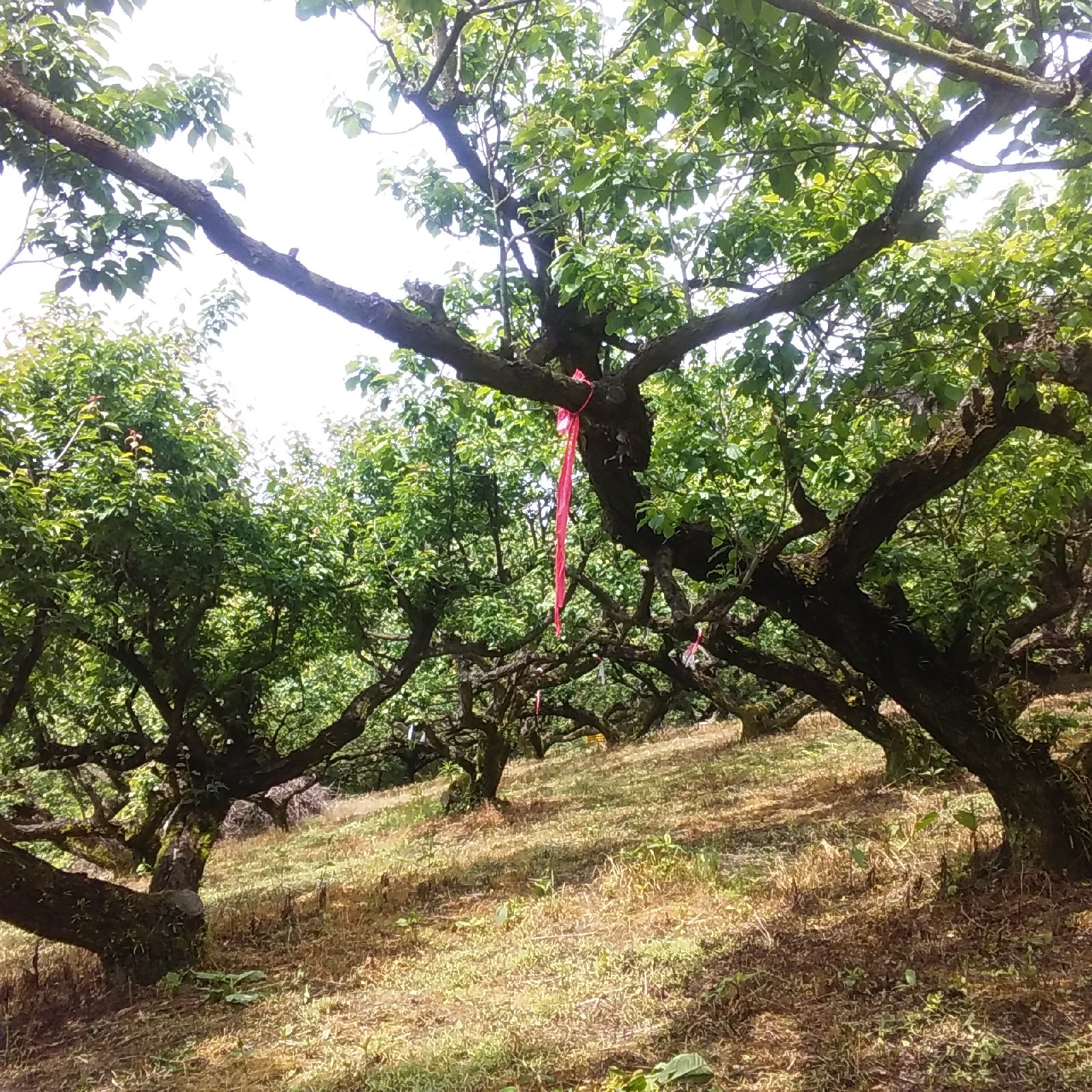 冷凍梅】南高梅（3～4L混在サイズ）4kg和歌山産「冷凍便」 ｜ 果物