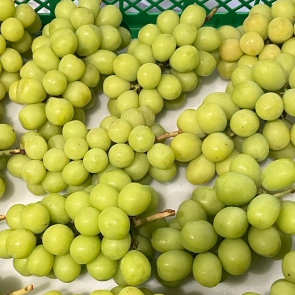 南アルプス市産【クール便・園主おまかせ】シャインマスカット 2kg