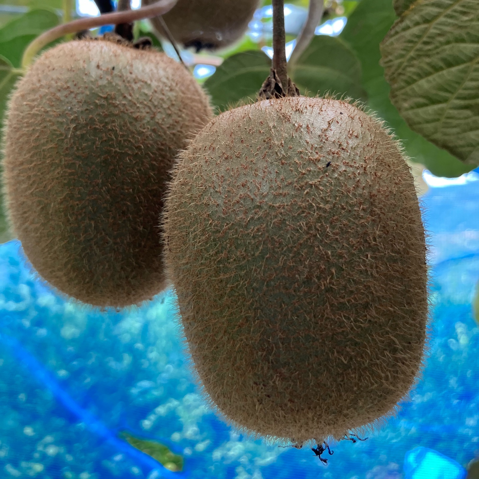 2日間限定販売】愛媛県八幡浜市産 キウイフルーツ 3kg ｜ 果物/キウイ