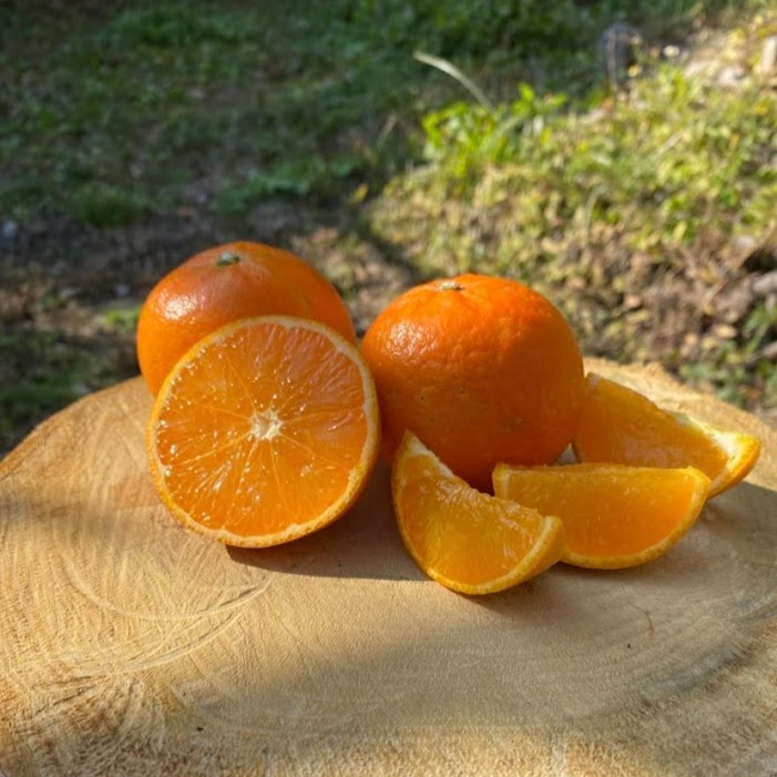 家庭用】屋久島たんかん3kg | 果物/オレンジ・その他みかん 産直アウル