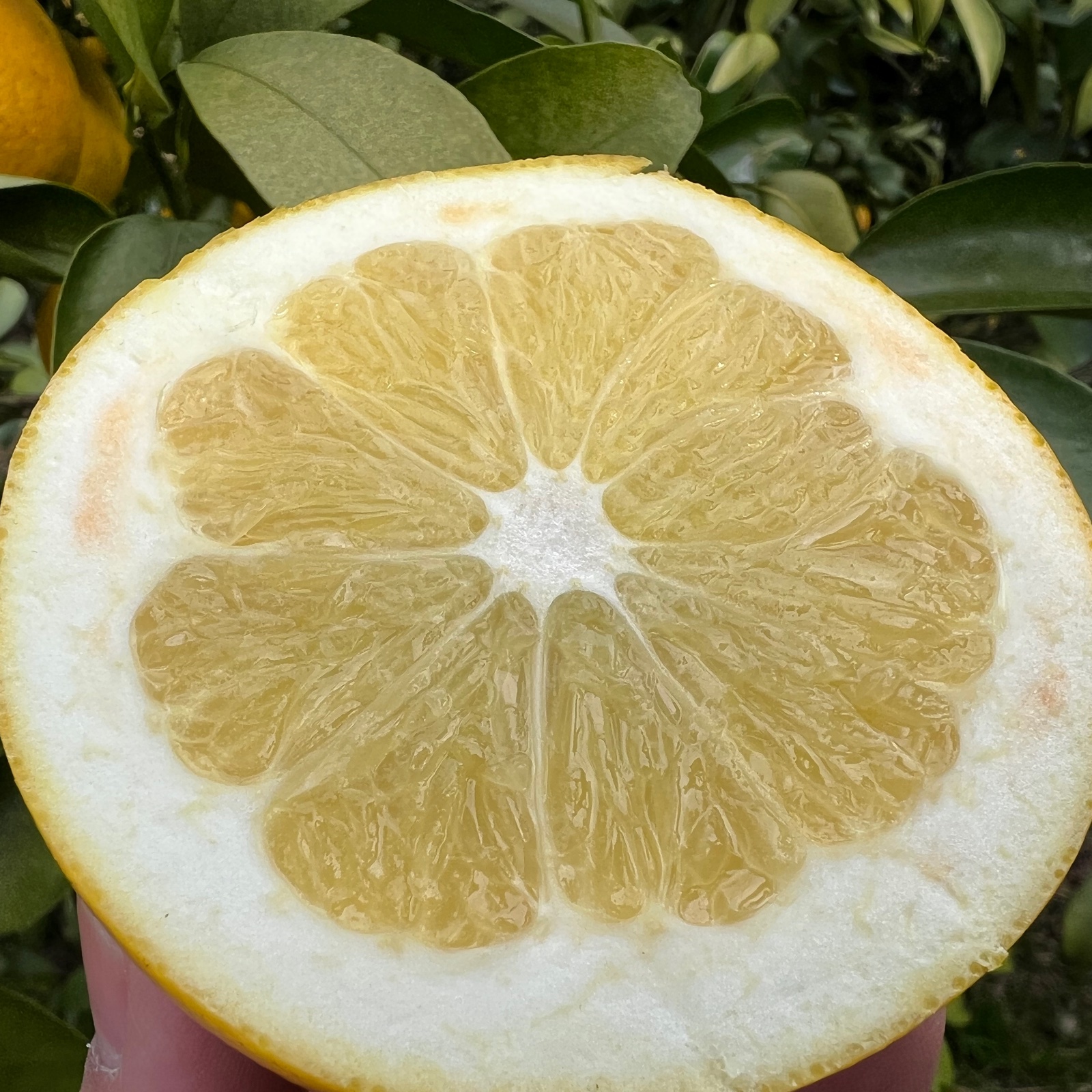 白木果樹園産 紅水晶文旦 約3kg ｜ 果物/オレンジ・その他みかん 産直