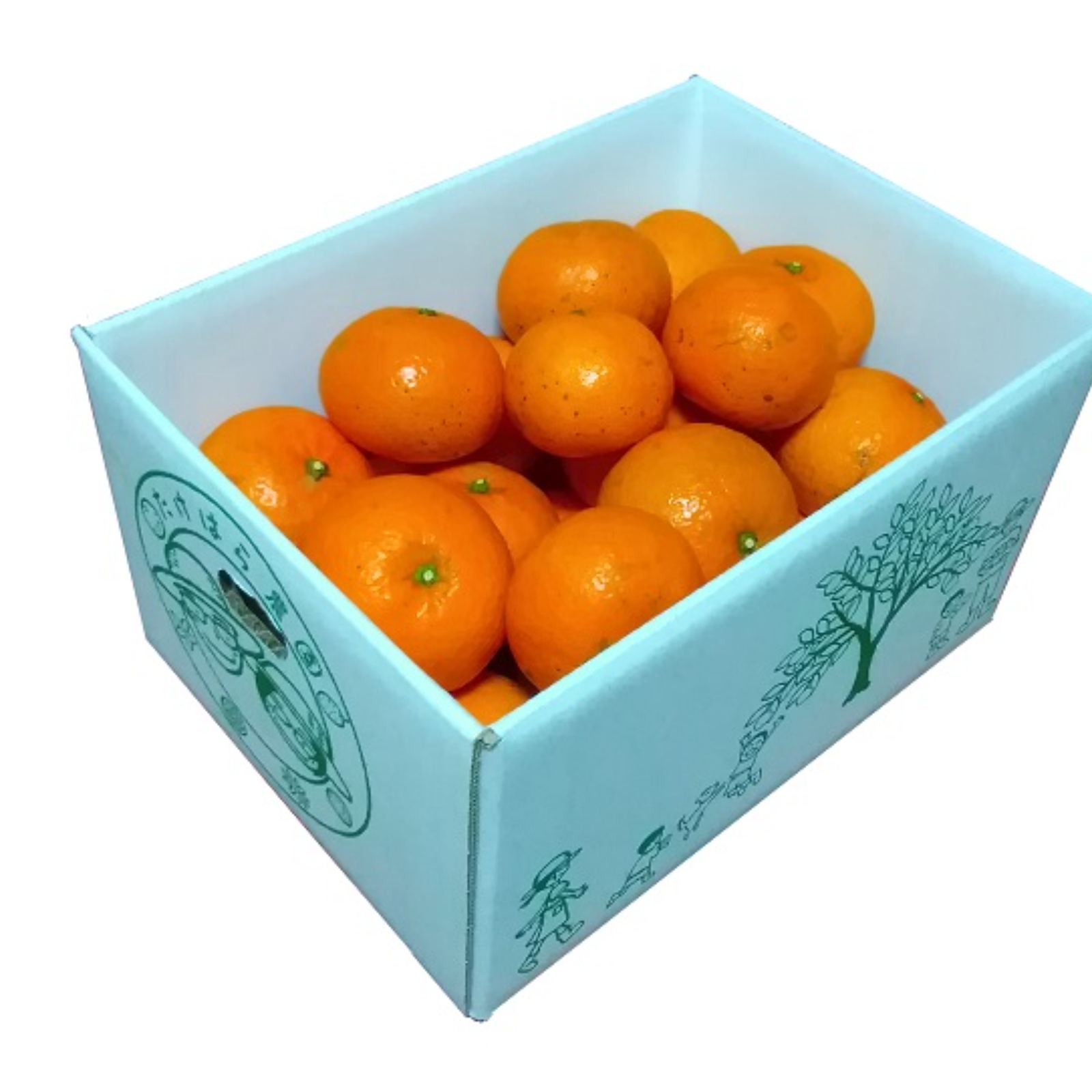 みかん 楽天市場】【 お中元 2023/6/25～8/10お届け】 丸浜温室みかん