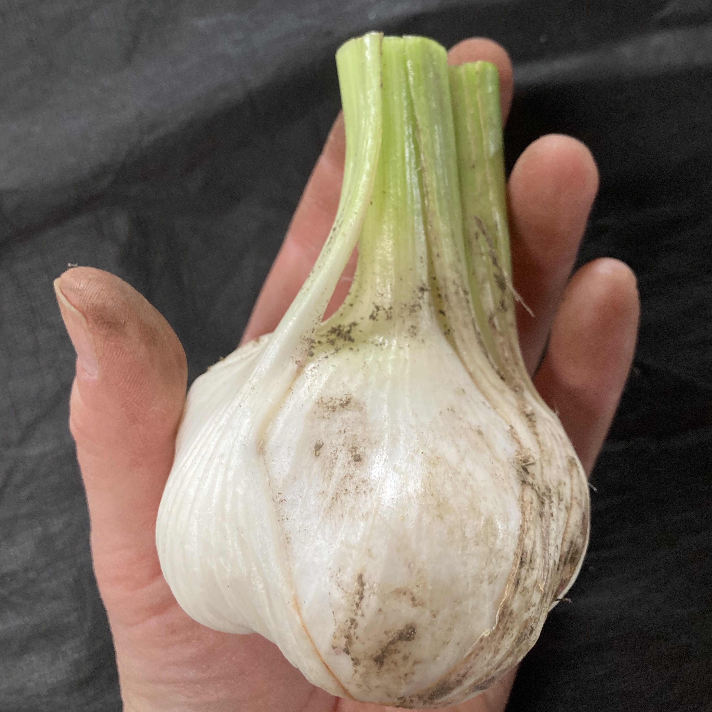 訳あり土付き「生にんにく」30玉【たくさん食べたい人向け】 ｜ 野菜