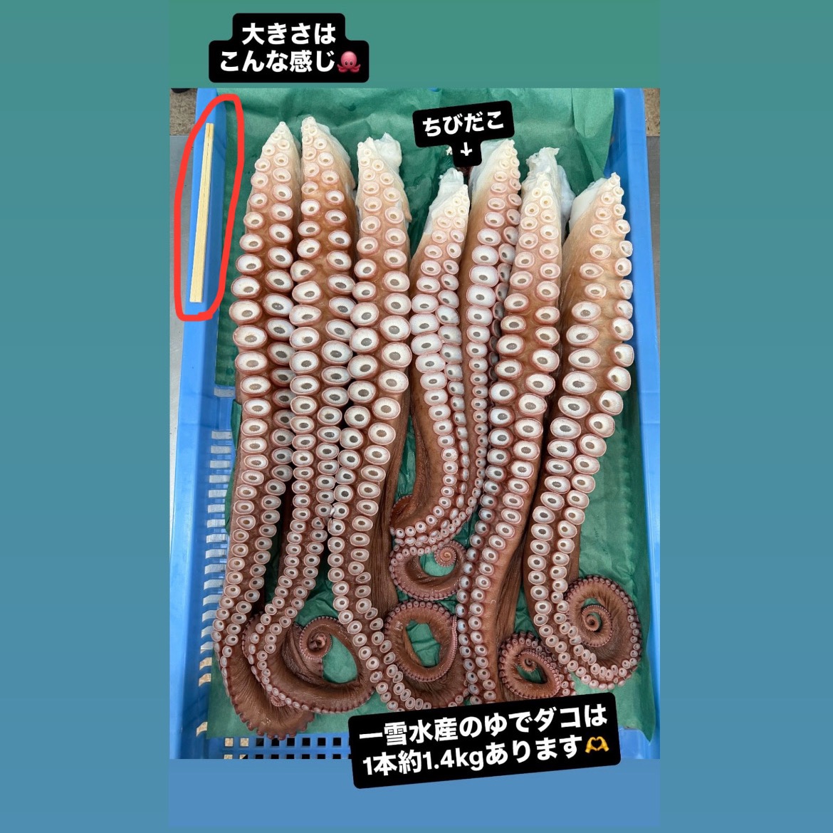 北海道白老産 活茹で水だこ（足） 1.2kg ｜ 魚介類/タコ 産直アウル