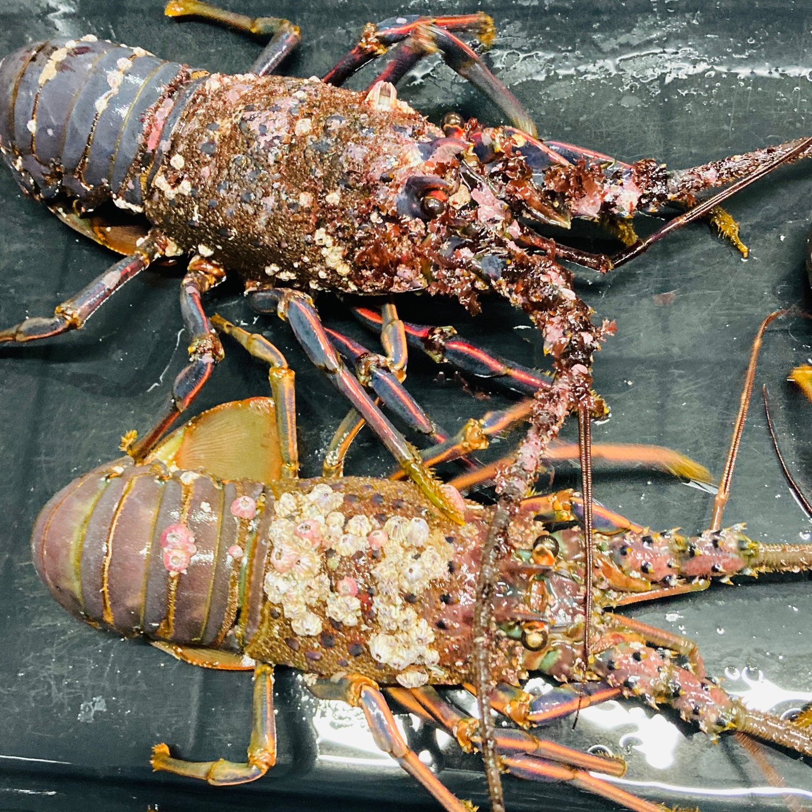 送料込み　本州最南端の地より　活伊勢海老　２キログラム（和歌山県産） 楽天市場】伊勢海老 2kgの通販