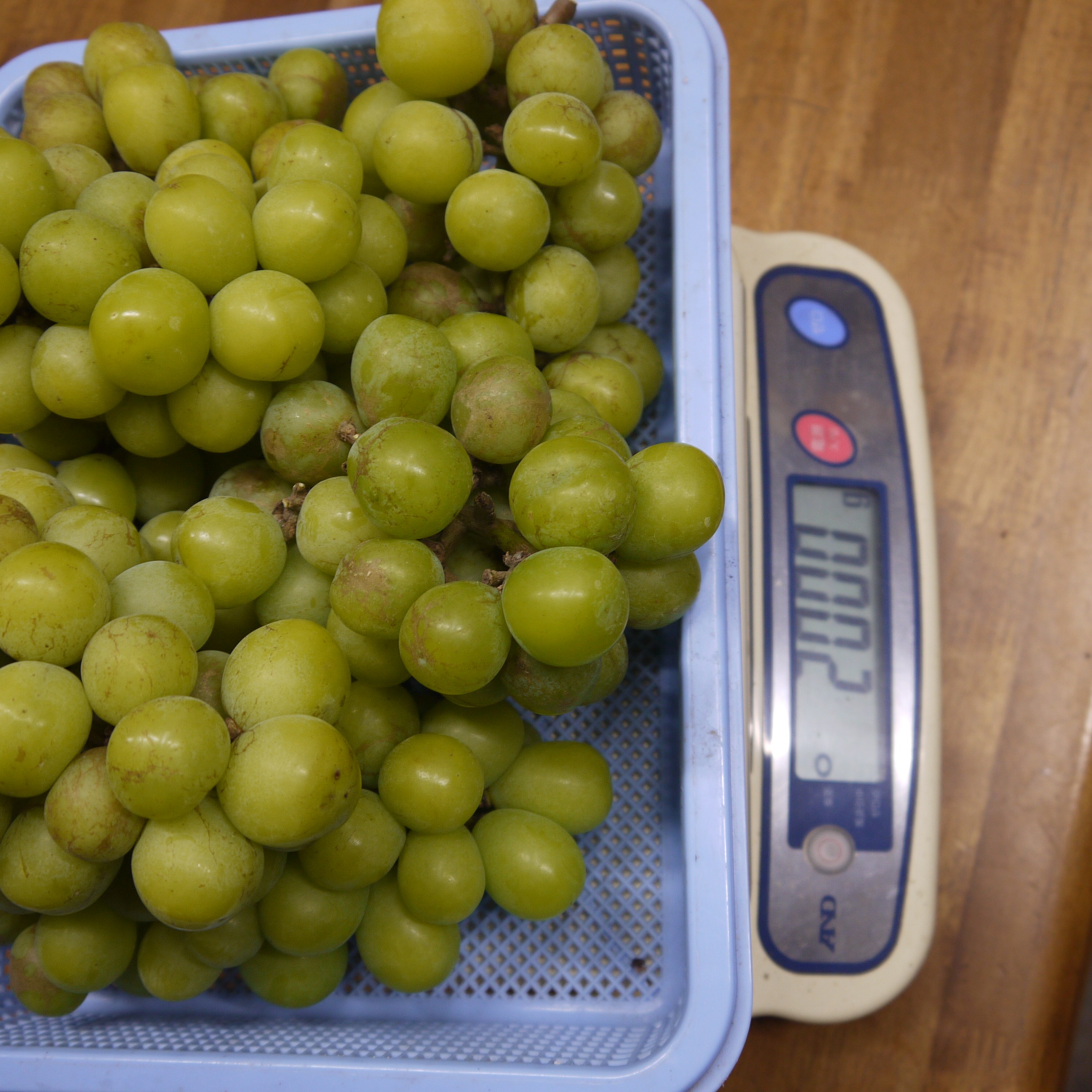 シャインマスカット加工用2kg ｜ 果物/ぶどう 産直アウル 農家・漁師