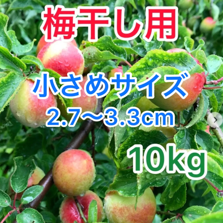 101❤️♦️青梅10kg Sサイズ　B級　紅さし 和歌山産 青梅 S.Mサイズ 10kg ｜ 果物/青梅 産直アウル 農家・漁師