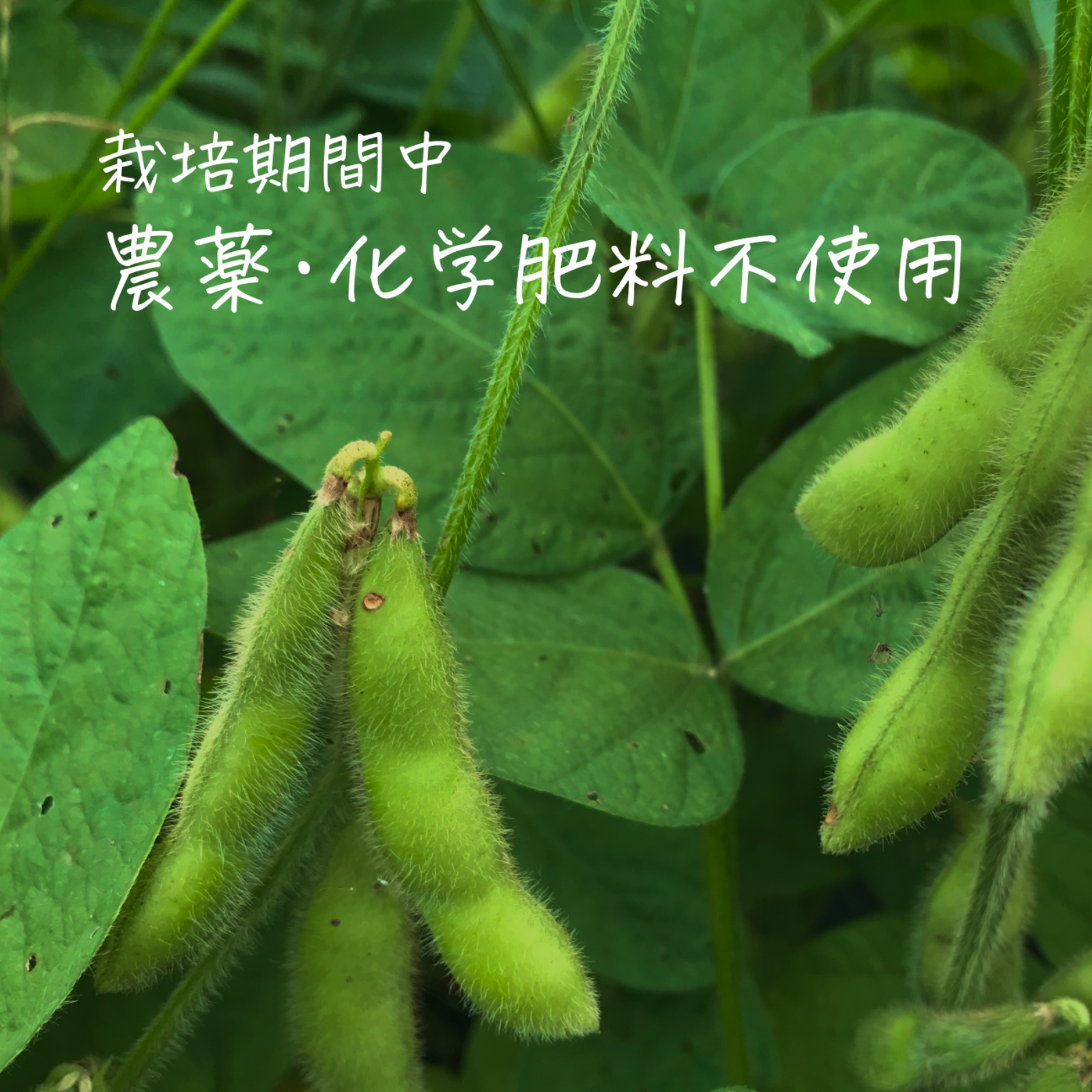 特A土壌・送料込み】糸島産の農薬不使用枝豆「味風香」250g×14袋（3.5