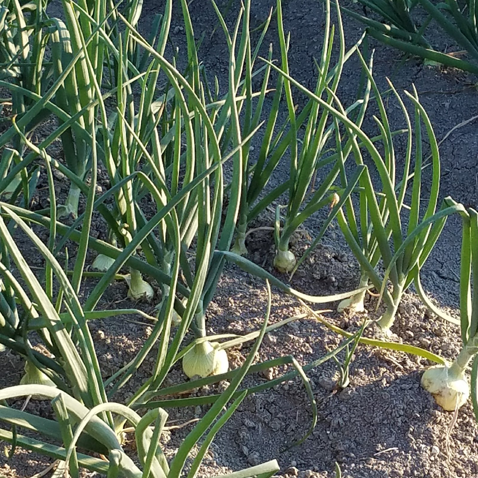 佐賀県白石町産玉ねぎ ｜ 野菜/玉ねぎ 産直アウル 農家・漁師など生産