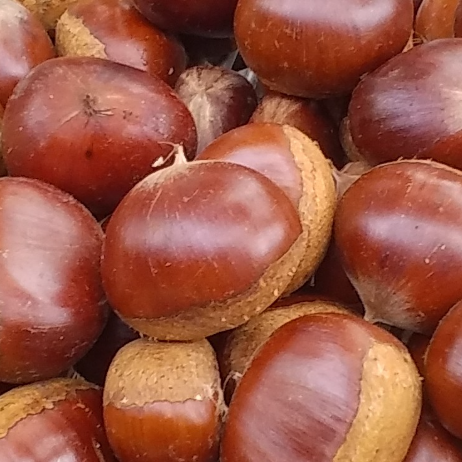 栗】丹波栗（1.5kg）和歌山産「本州料金離島別途」 | 果物/栗 産直