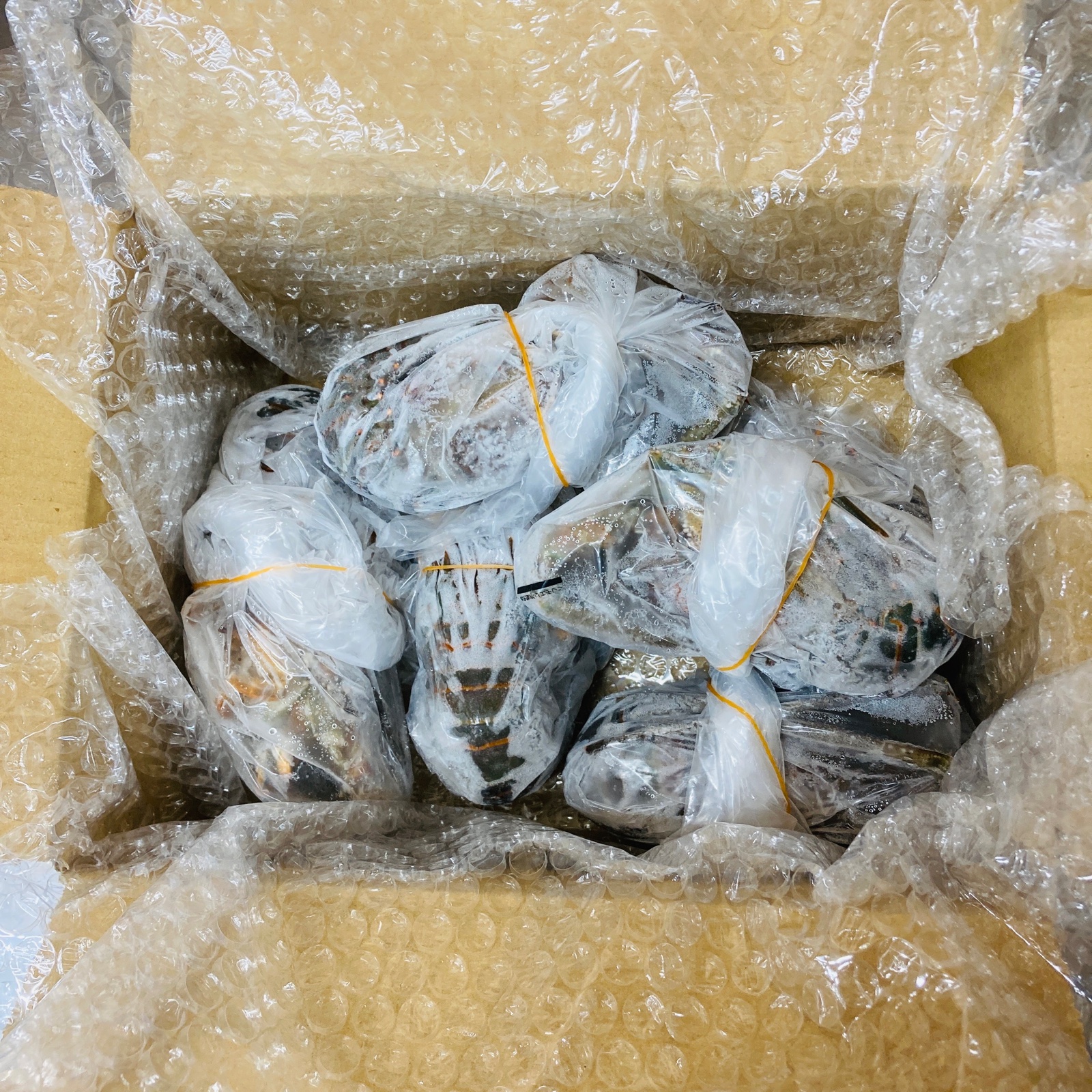 冷凍伊勢海老3kg送料込み 楽天市場】冷凍 伊勢海老の頭（国産）約3kg [伊勢海老] : まるか
