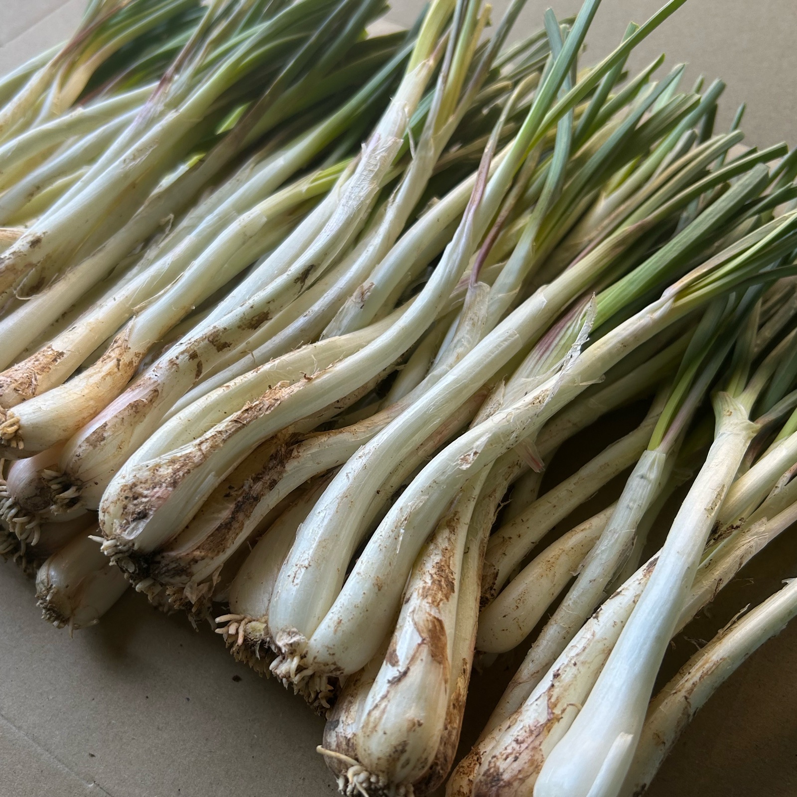 農家直送】沖縄 伊江島特産島らっきょう500g | 野菜/その他野菜 産直