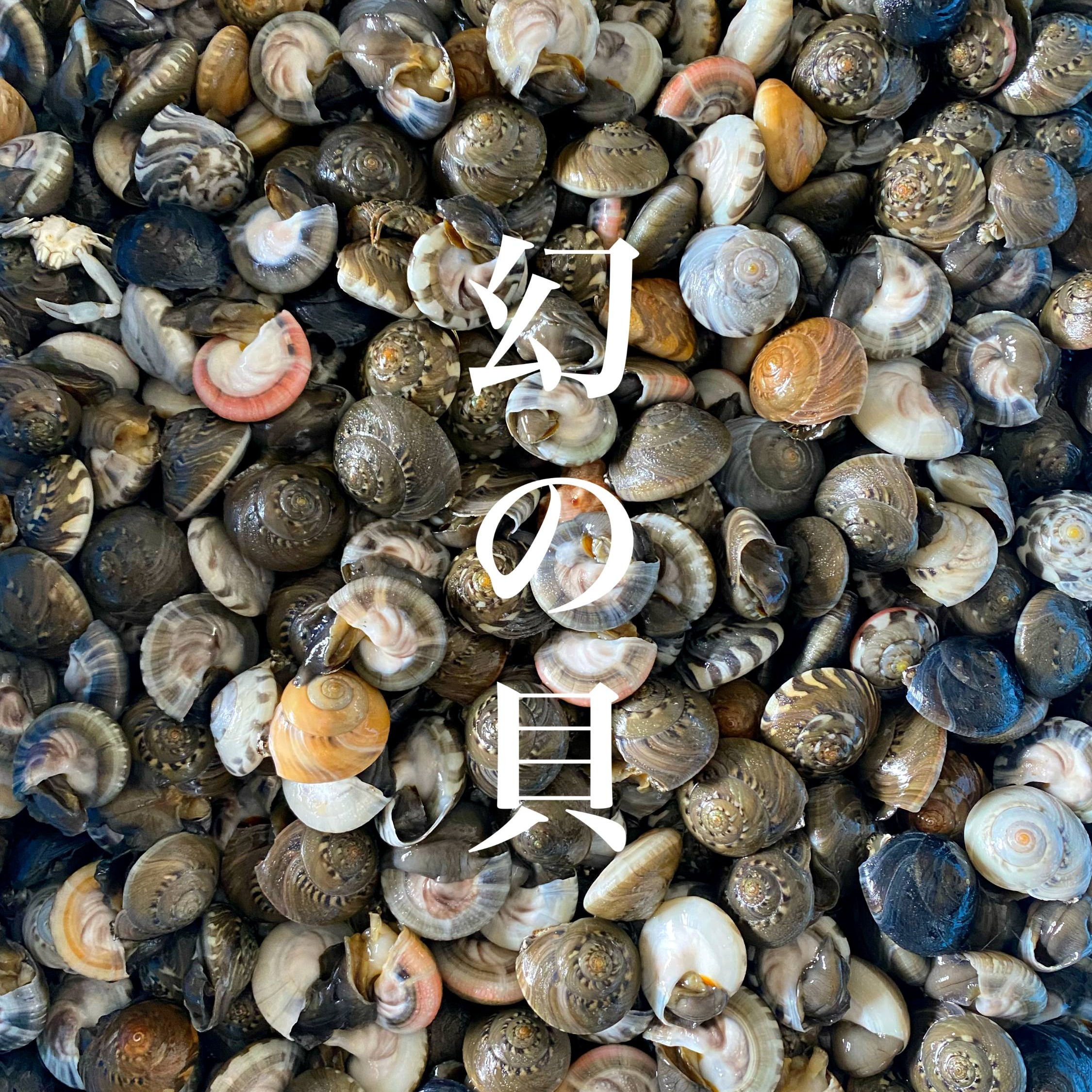 Kome様専用』【特売182-①〜③】沖縄県産夜光貝