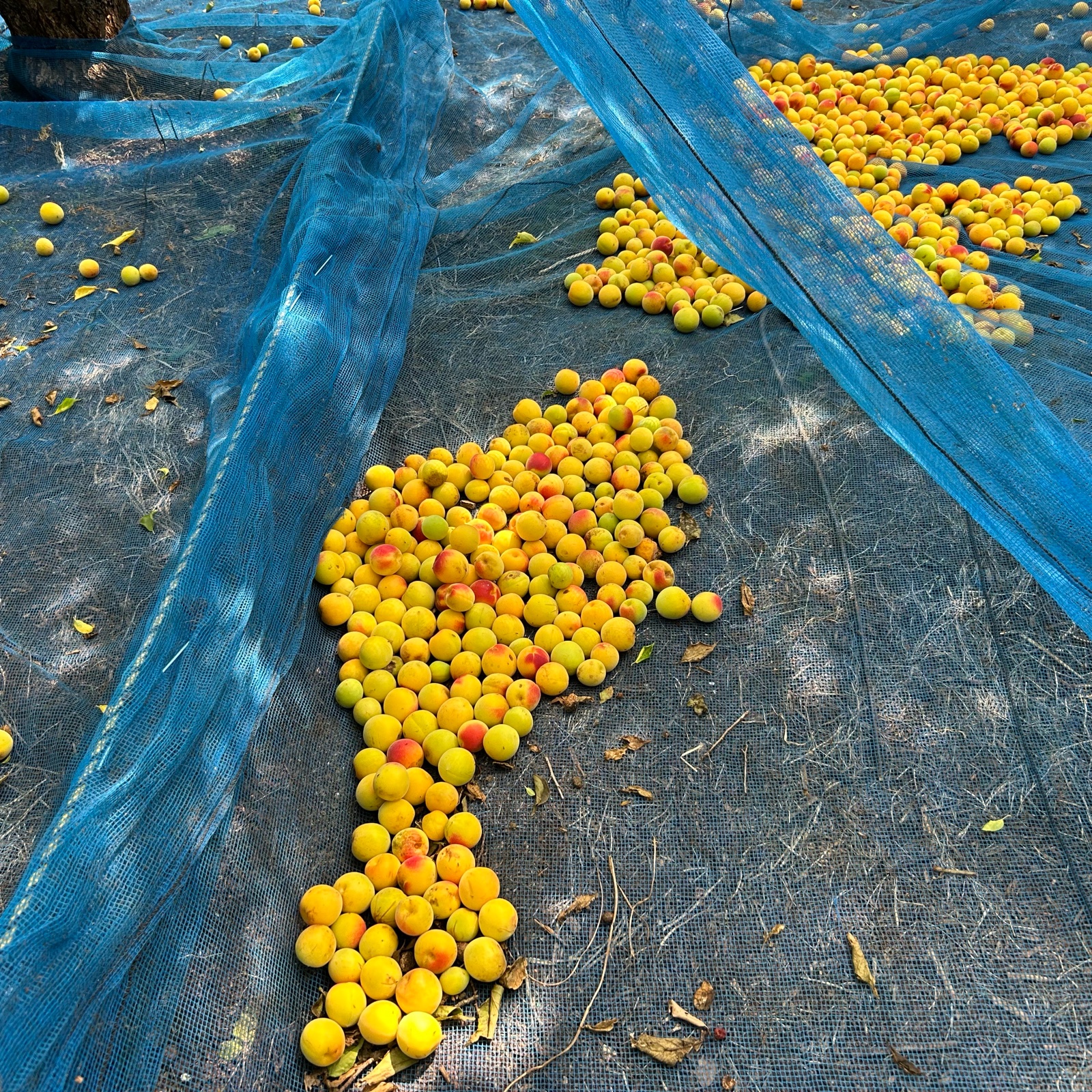 【2Lサイズ9kg】紀州南高梅白干し 2025年販売終了＞【送料無料】＜梅干し用＞紀州産南高梅 約2kg