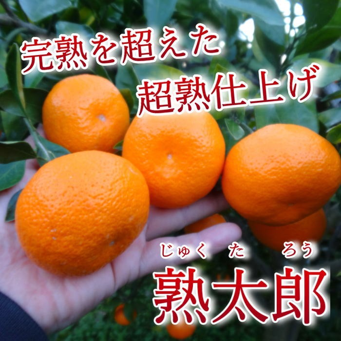 晩生みかんの旨さたっぷり！超熟みかん「熟太郎（じゅくたろう）」お