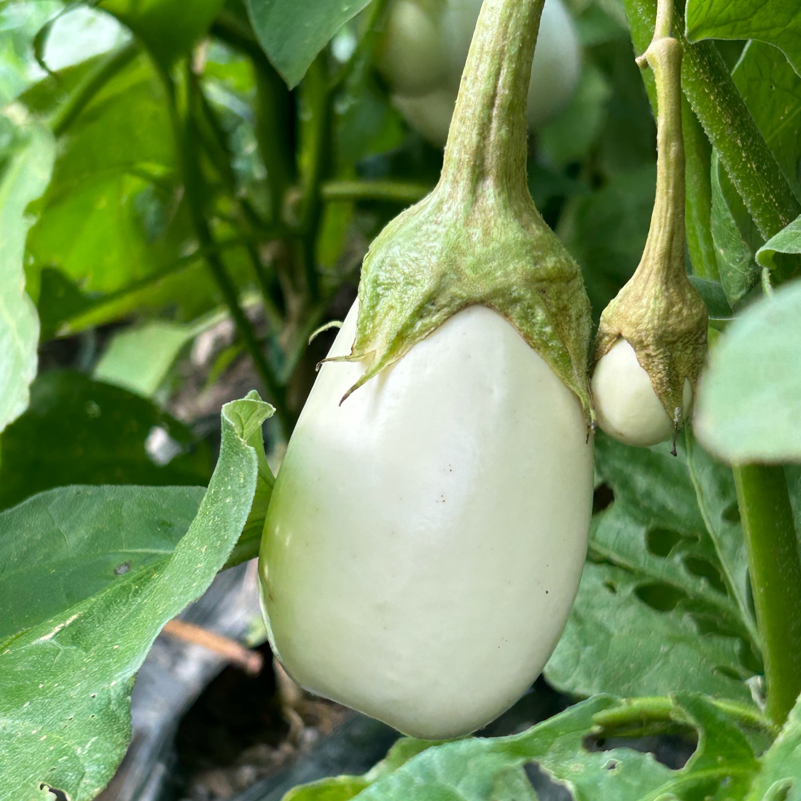 白ナス19kg 猪野農園の白ナス ｜ 野菜/茄子 産直アウル 農家・漁師など生産者から