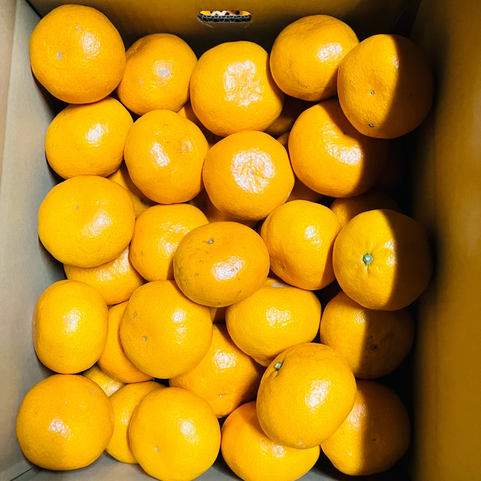 🍊完熟早生みかん(興津)S.M.L混合 | 果物/温州みかん 産直アウル 農家