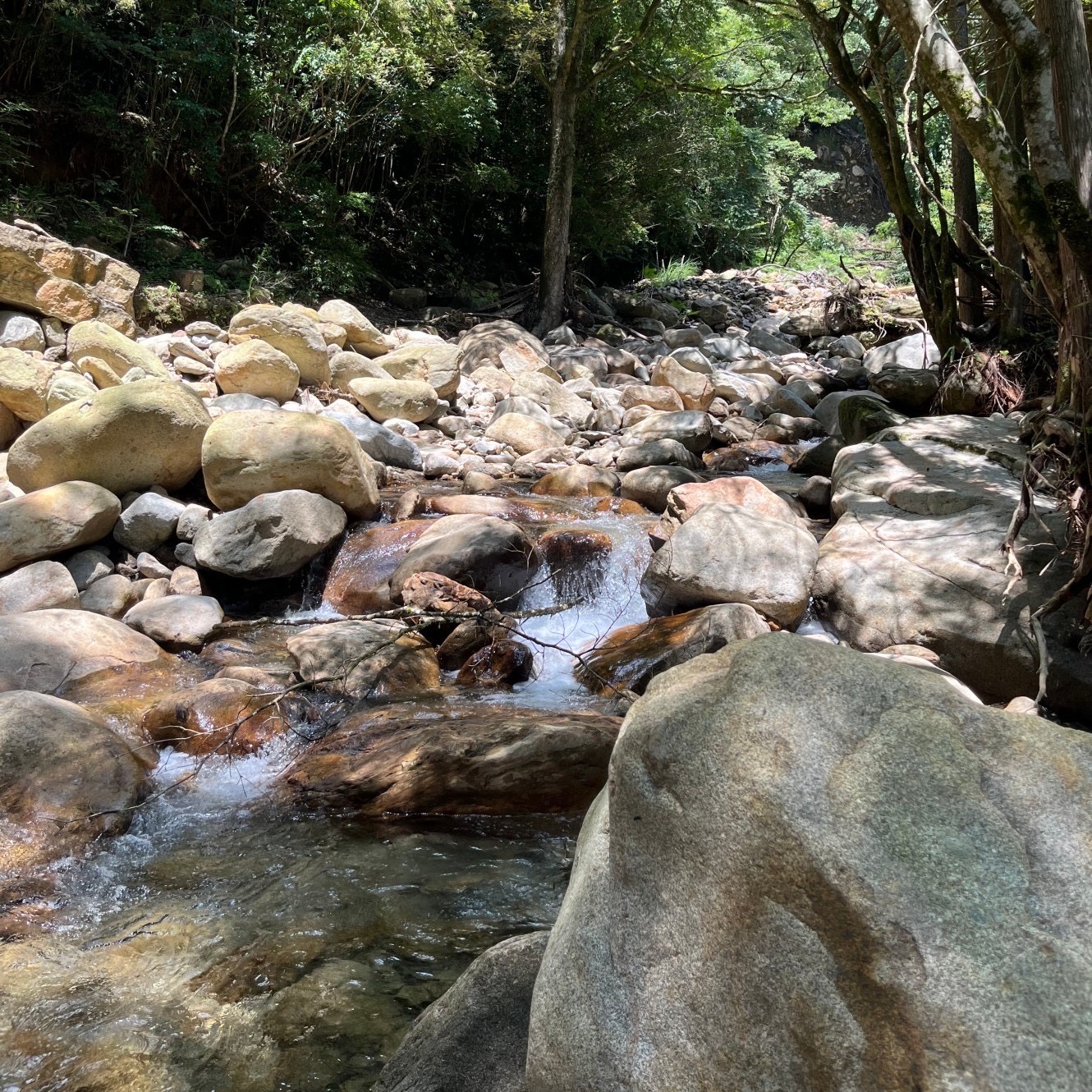 幻のお米 旭1号 無農薬無肥料栽培 天日干し 玄米です10kg(5kg×2個