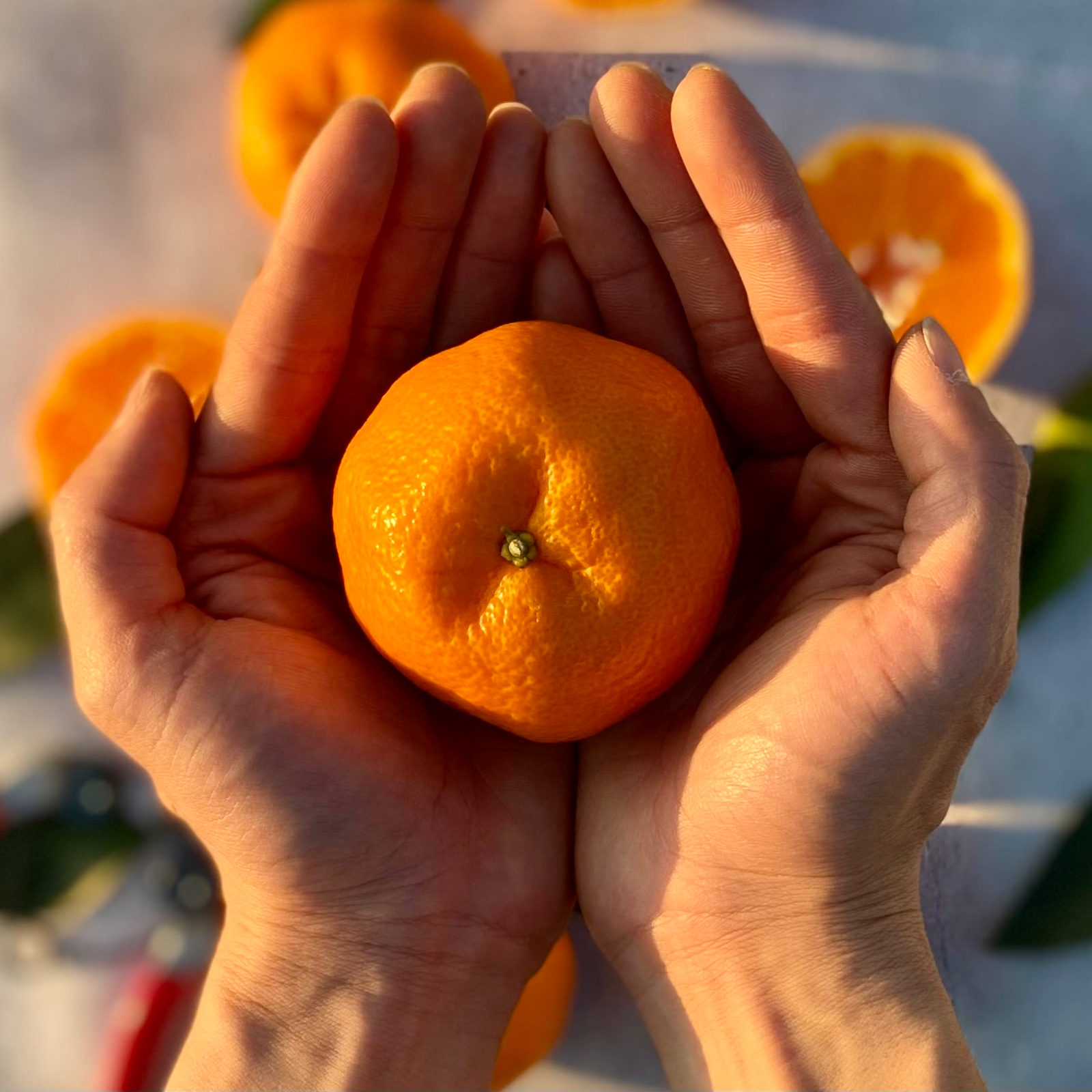 越年完熟】樹上でじっくりと成熟「ぽんかん」（3kg） ｜ 果物/オレンジ