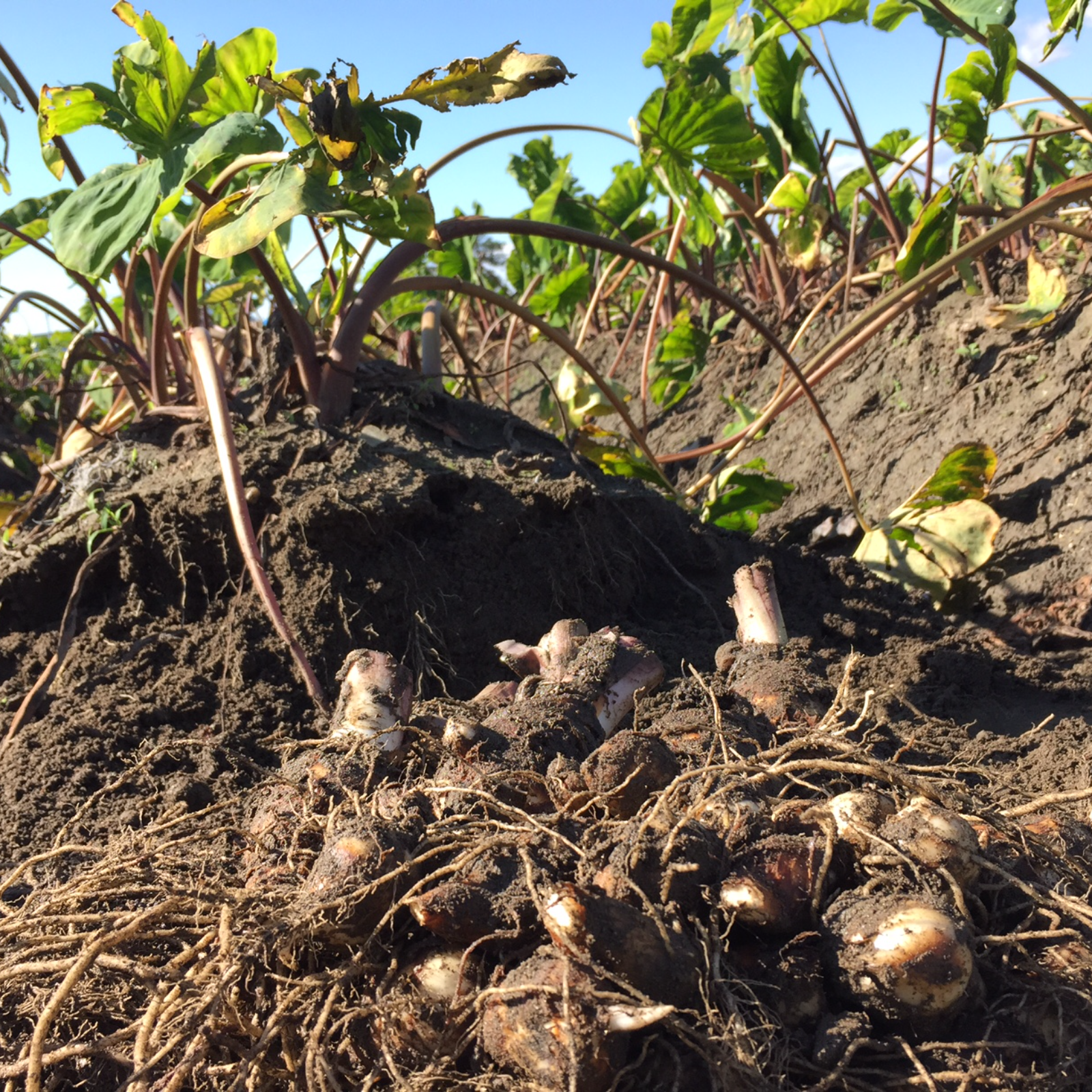 数量限定早い者勝ち！伝統的京野菜 海老芋 子芋孫芋各1kg | 野菜/野菜
