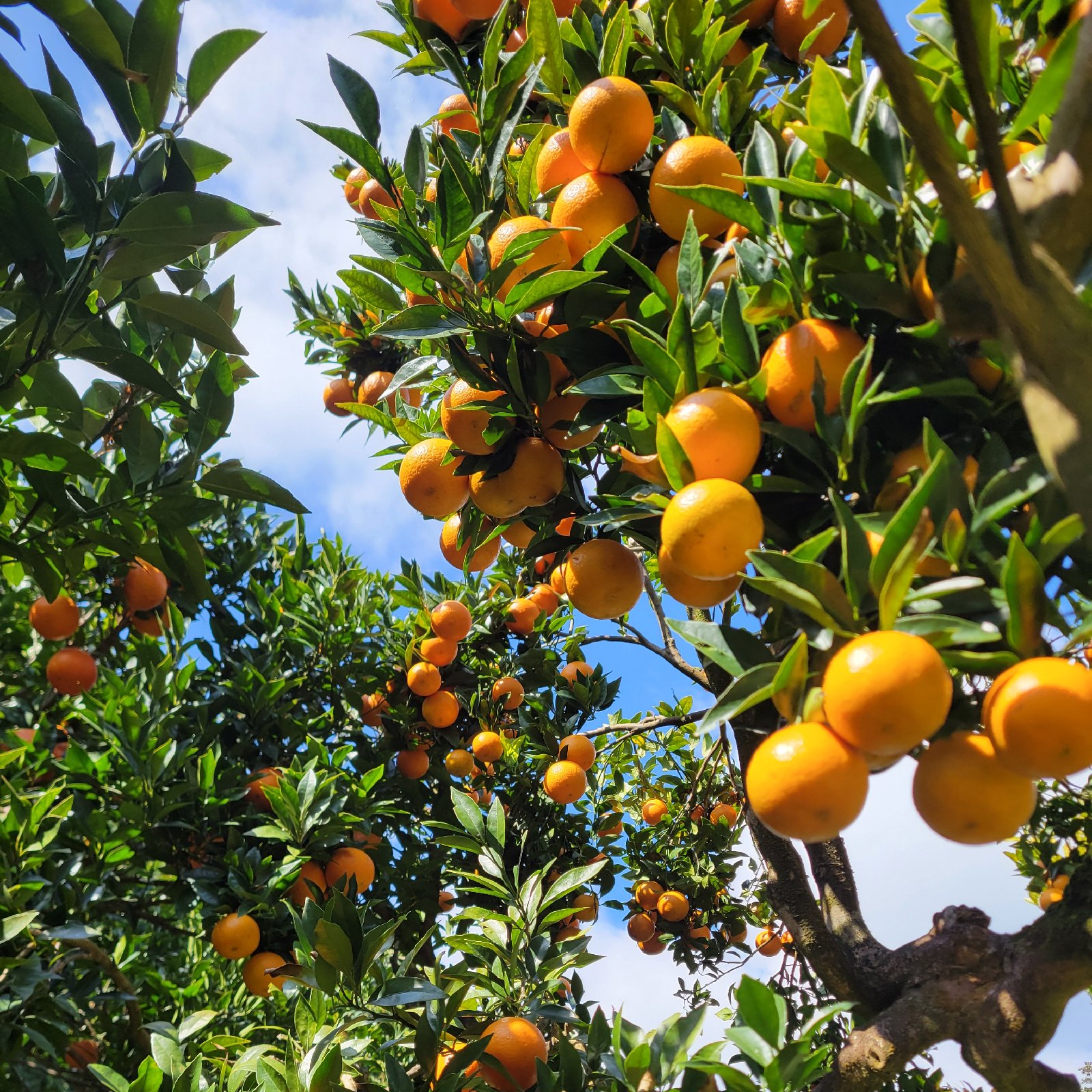 家庭用】屋久島名産たんかん5キロ | 果物/オレンジ・その他みかん
