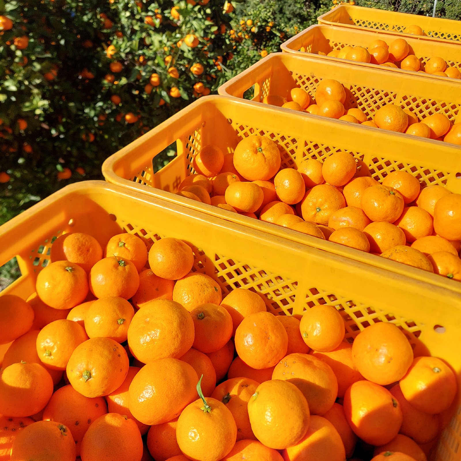 上尚みかん畑🍊の最新投稿「有田のみかん山🍊がオレンジ一色🌳」｜産地