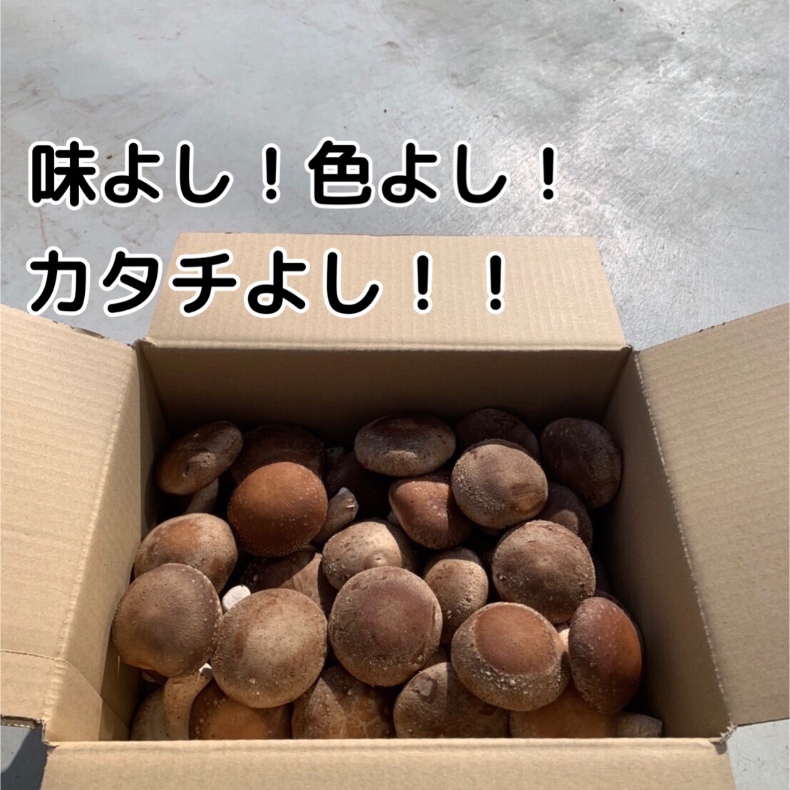 大容量】お得な生しいたけ1kg詰め合わせ 秀〜優 M/Lサイズ ｜ 野菜