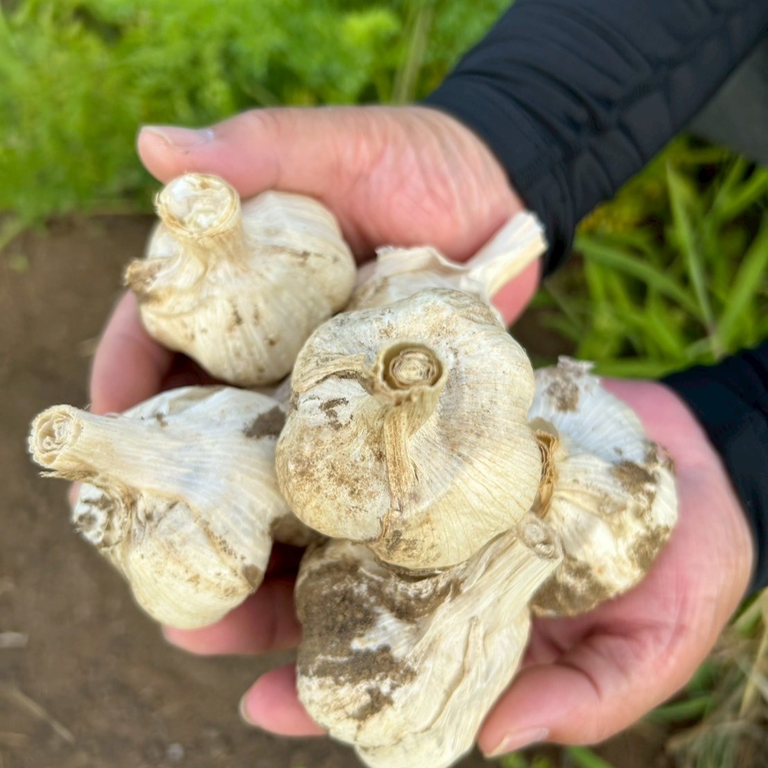 濃厚で甘い！大粒福地ホワイト六片にんにく Sサイズ 5kg（栽培期間中