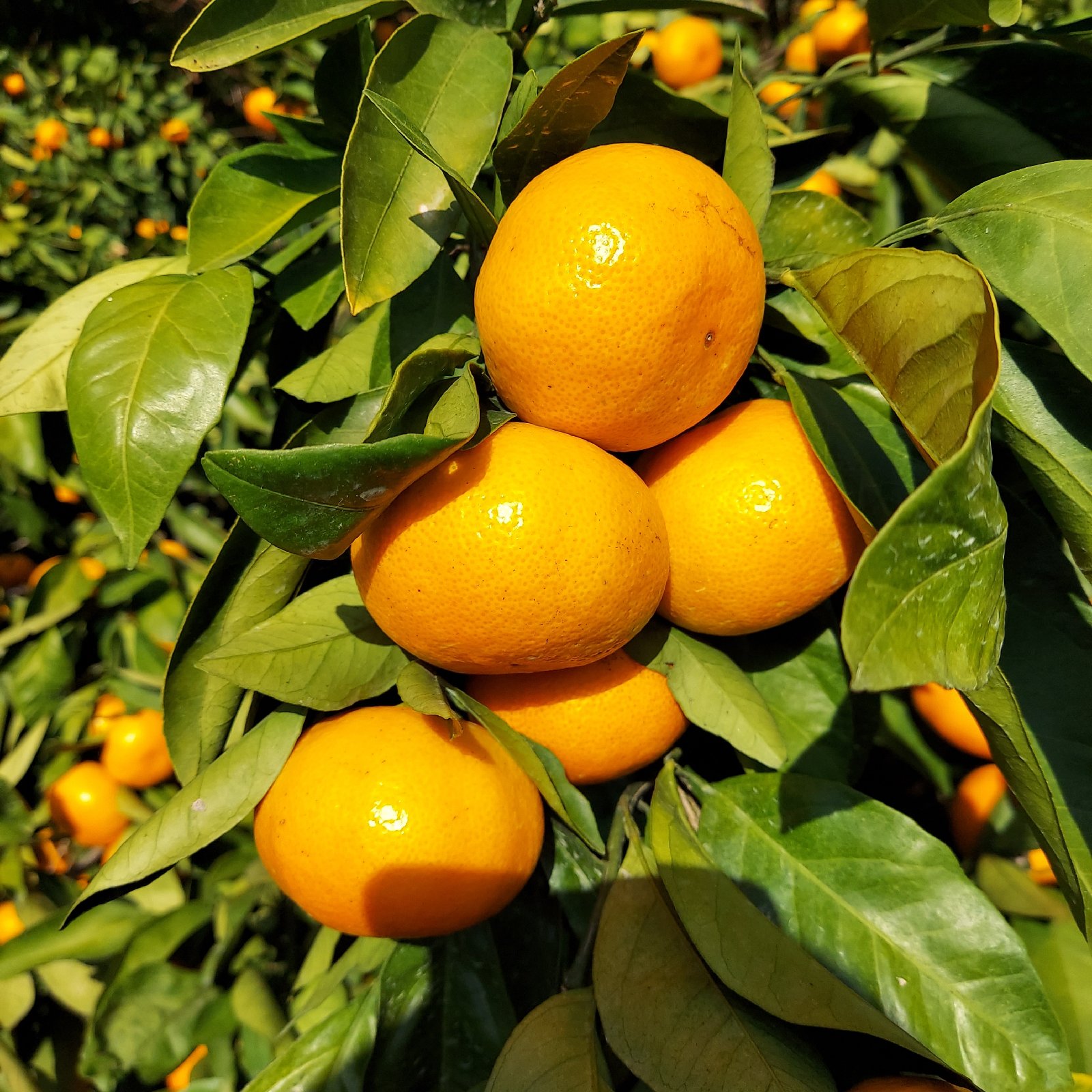 大きなゆらみかん❗️～田口早生～(=ﾟωﾟ=) | 果物/温州みかん 産直