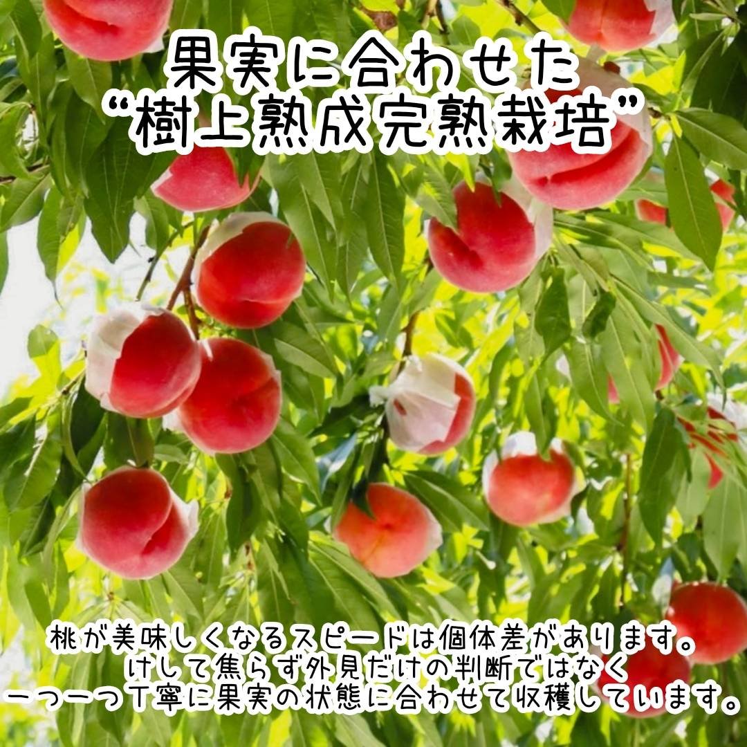 朝採り当日発送 美味しさにこだわる樹上熟成完熟栽培 甘くてジューシー