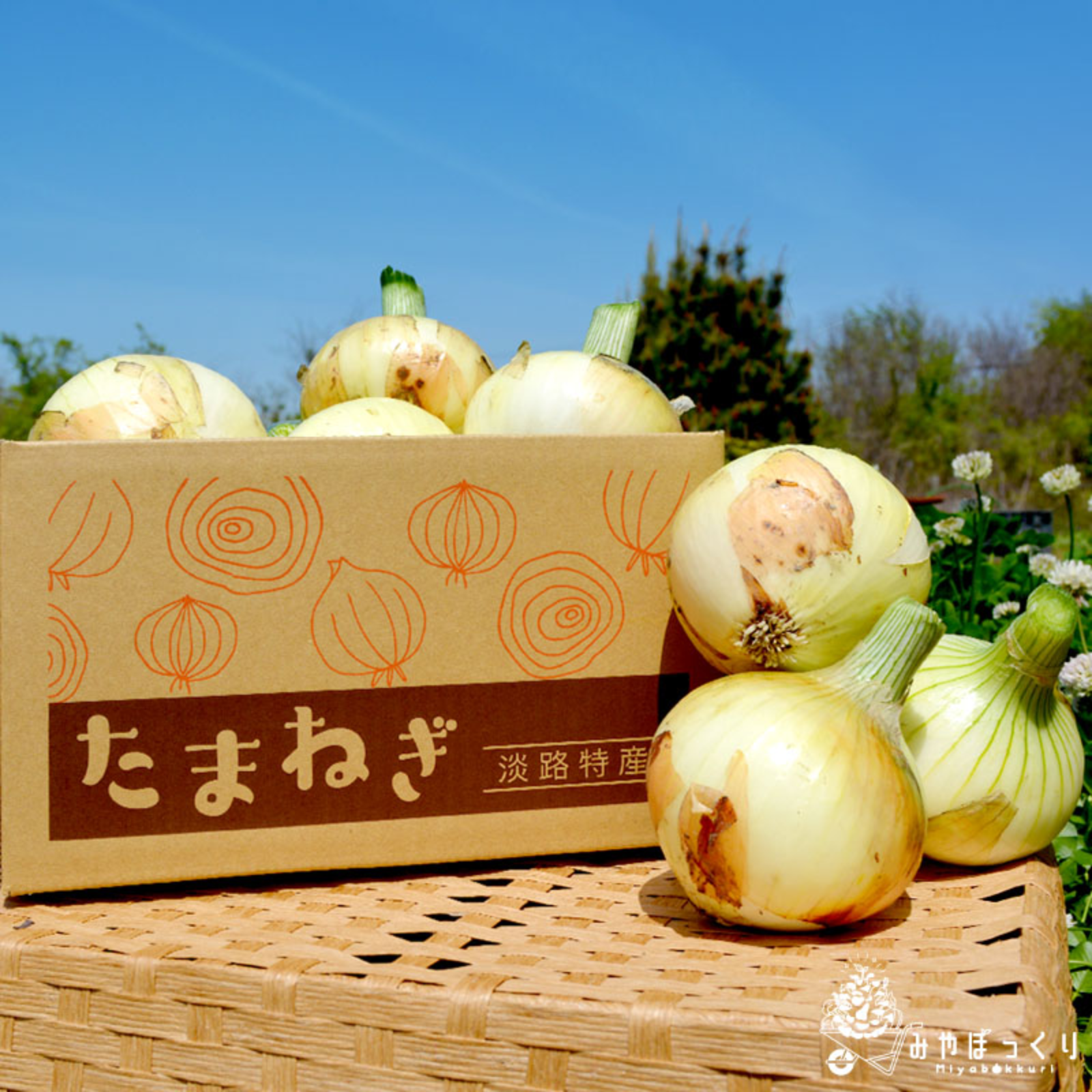 待たせたな!!》『今だけだよ！！』淡路島産新たまねぎ3kg ｜ 野菜