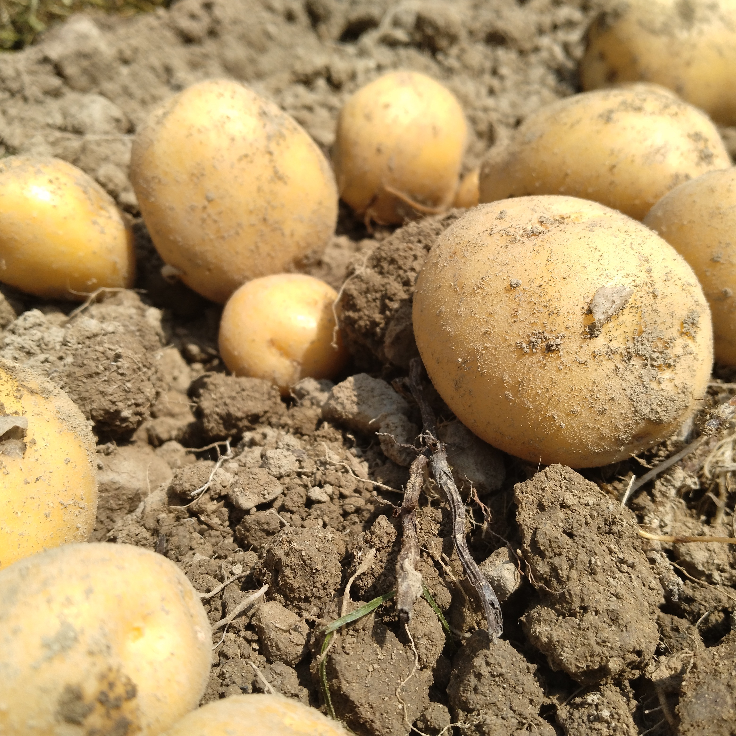 農薬不使用じゃがいも【ながさき黄金】4.5kg | 野菜/じゃがいも 産直