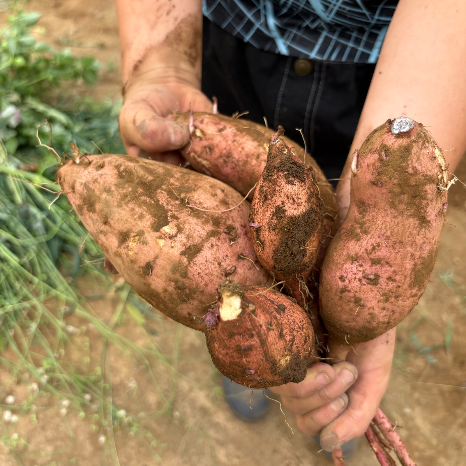 今だけの採れたて】横浜産自然栽培さつまいも「安納芋」2kg｜新芋で