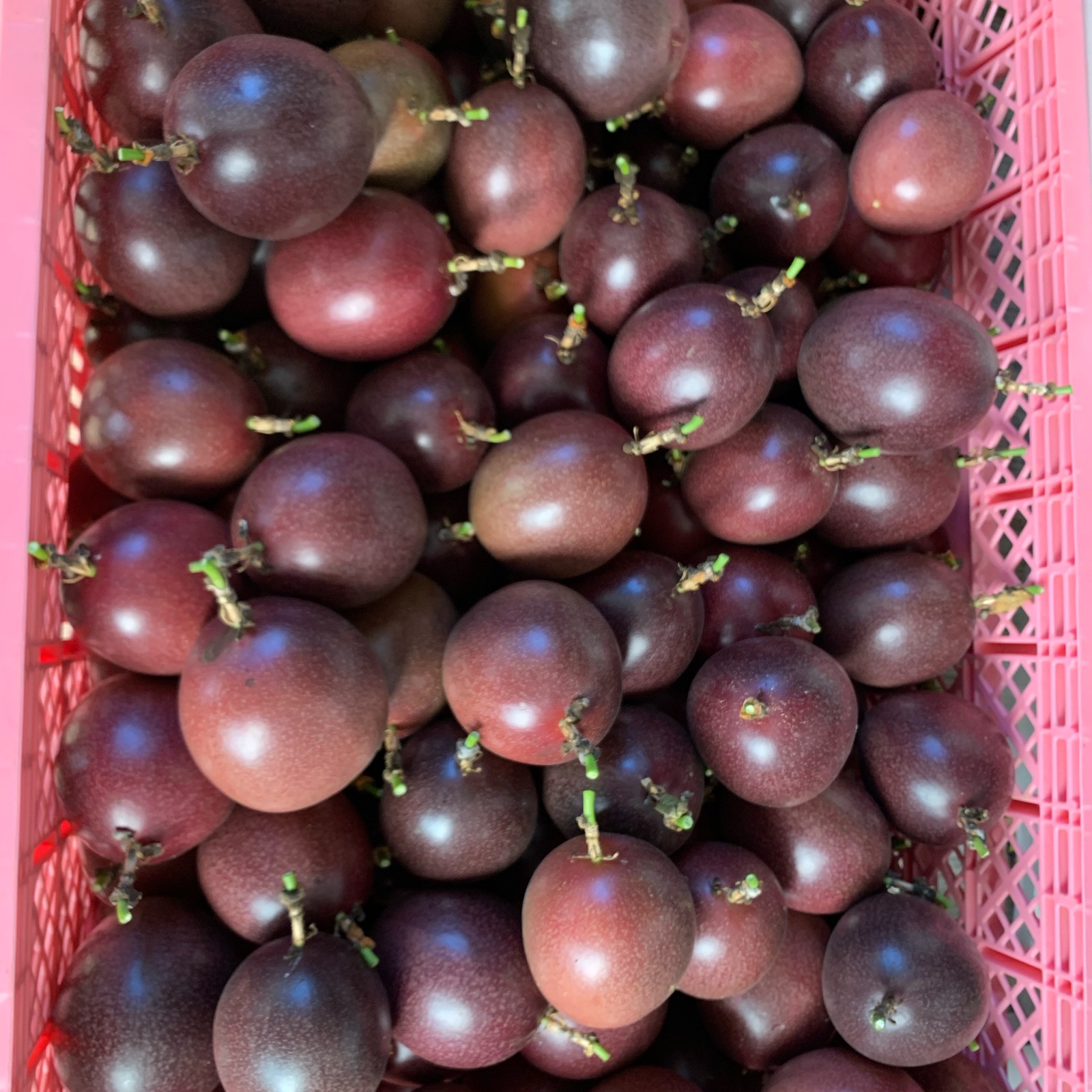 沖縄産 パッションフルーツ2キロ 色むら、キズ有りです ｜ 果物