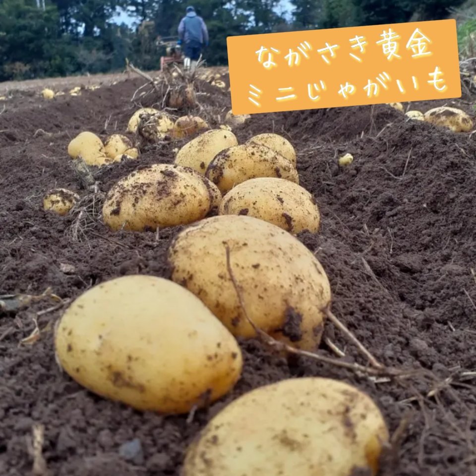 ミニじゃがいも《ながさき黄金》 ｜ 野菜/じゃがいも 産直アウル 農家