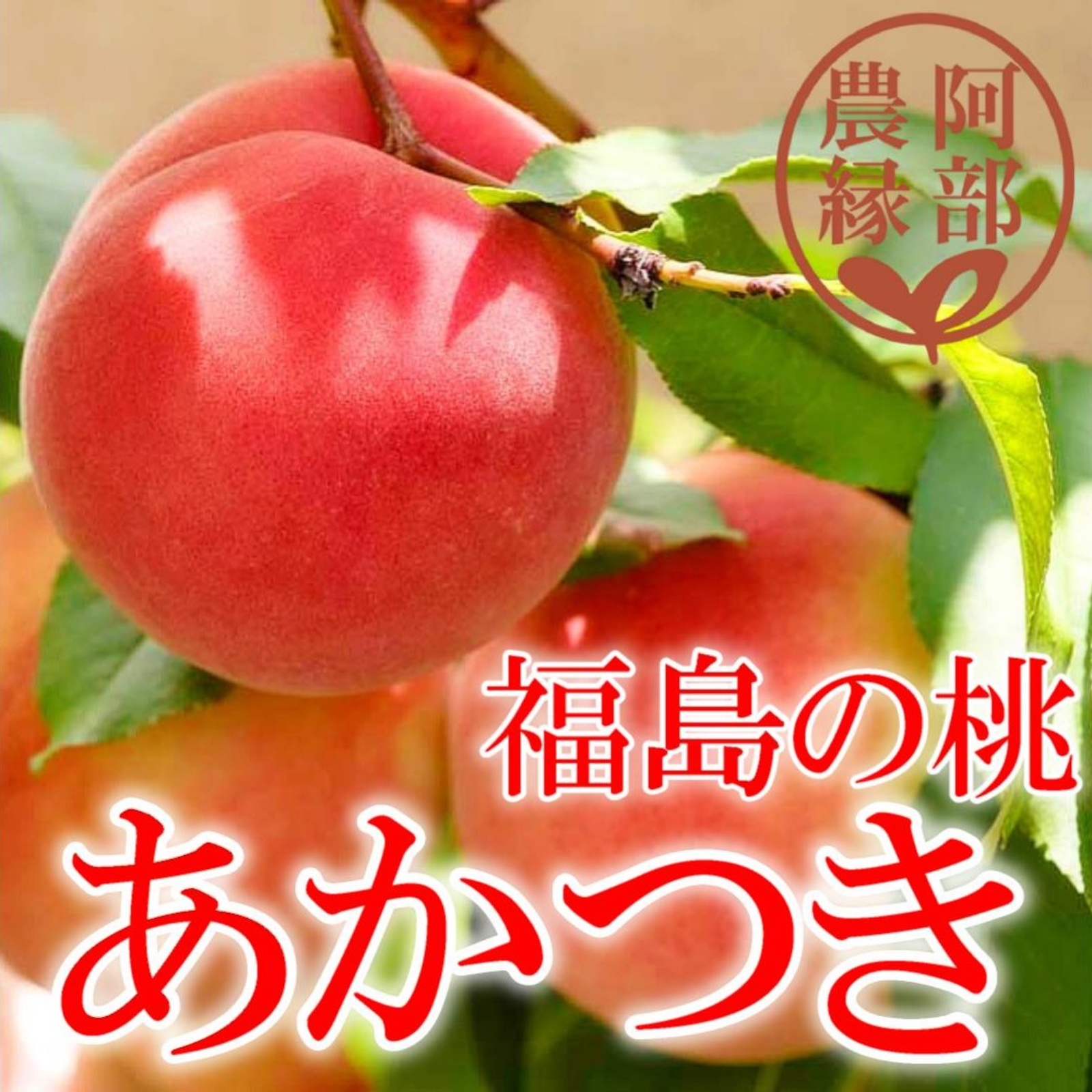桃の予約】福島の完熟あかつき 2ｋｇ（6～9玉） ギフト・贈答用に【7