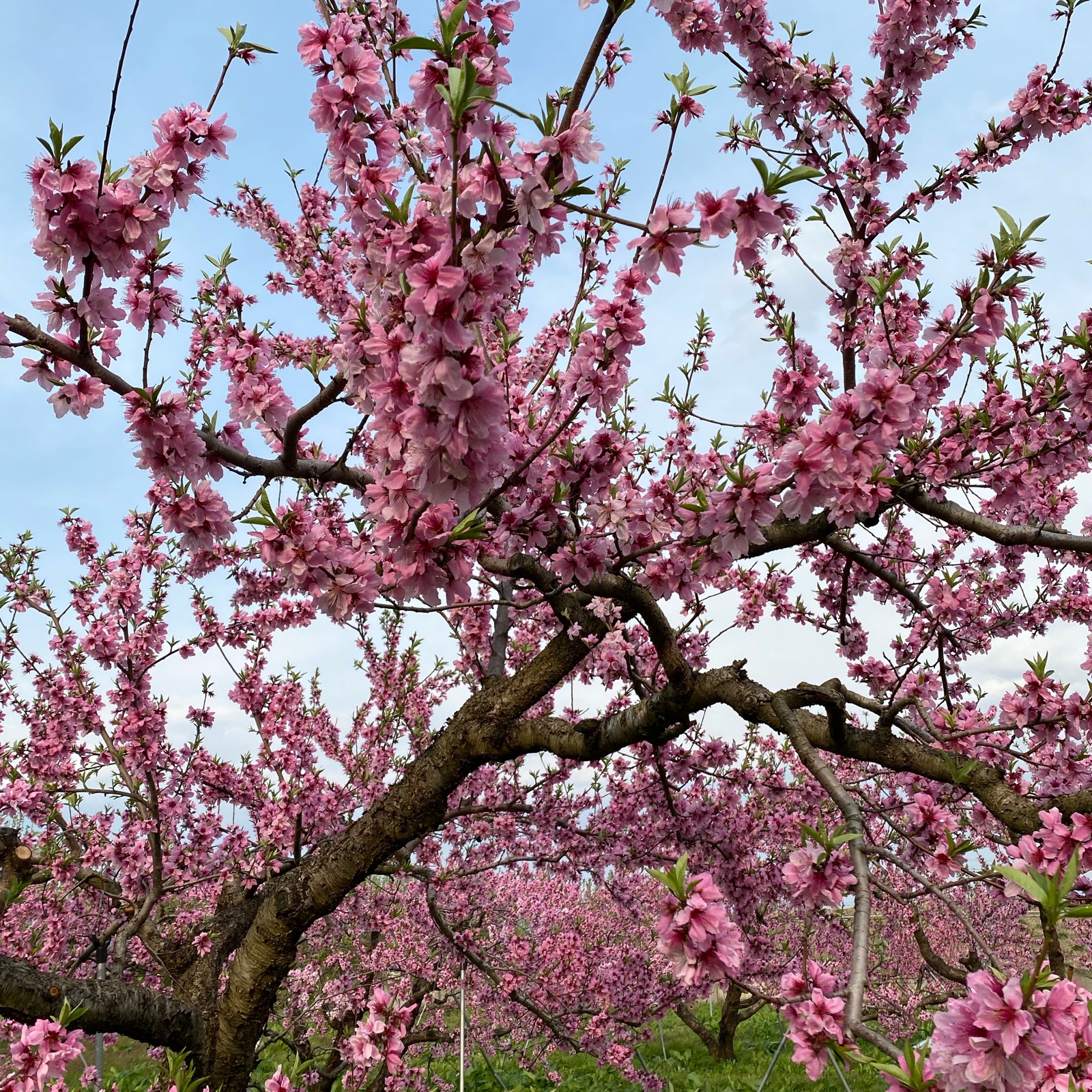 タカハシ果樹園の桃(桃水)2kg | 果物/もも 産直アウル 農家から直接