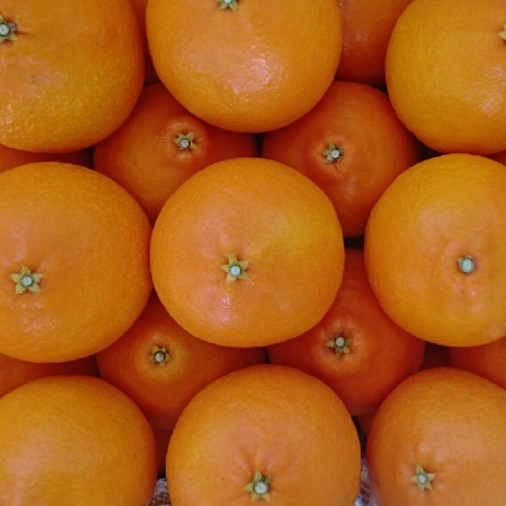 樹上完熟】石鎚マドンナ | 果物/オレンジ・その他みかん 産直アウル