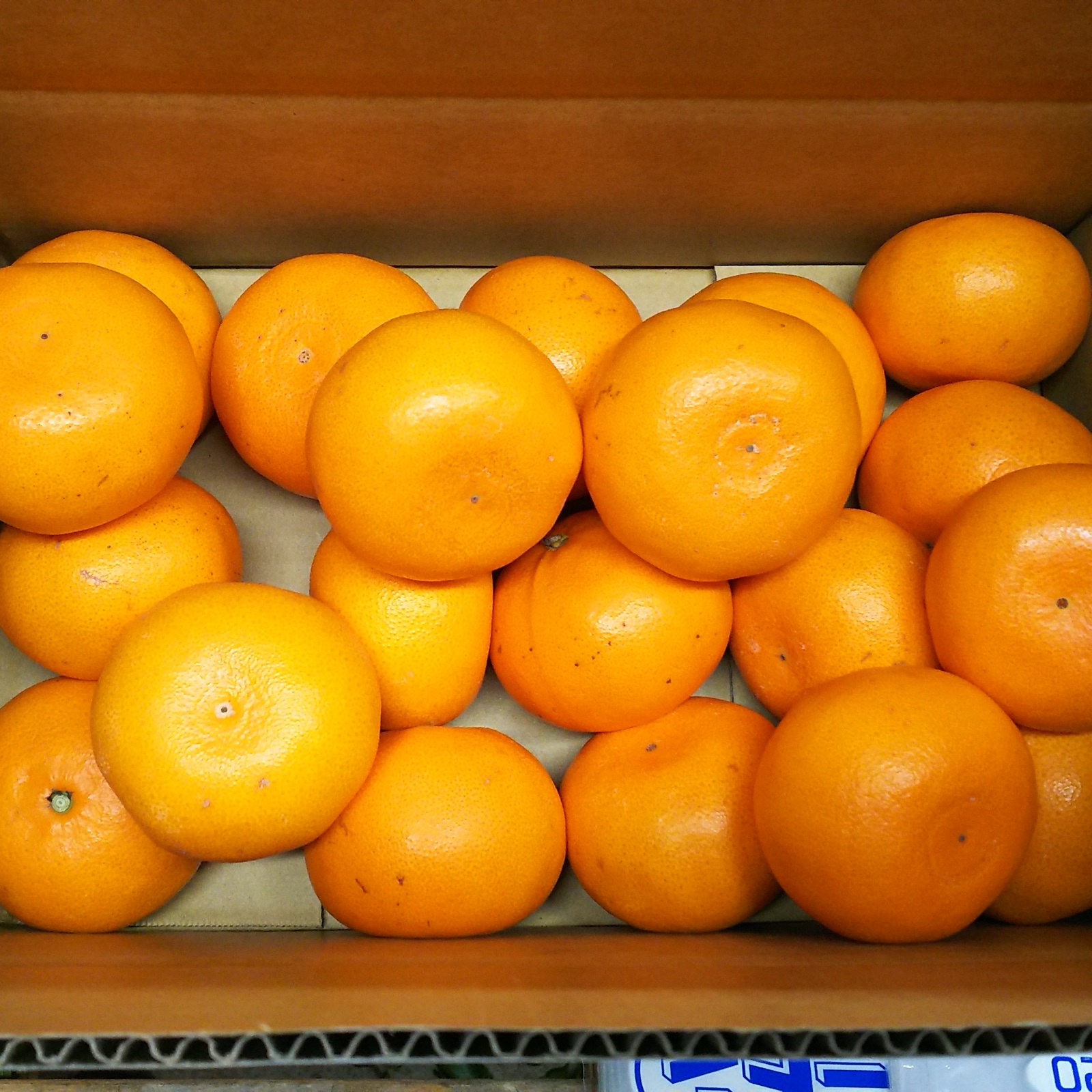 せとか小玉5k | 果物/オレンジ・その他みかん 産直アウル 農家から直接