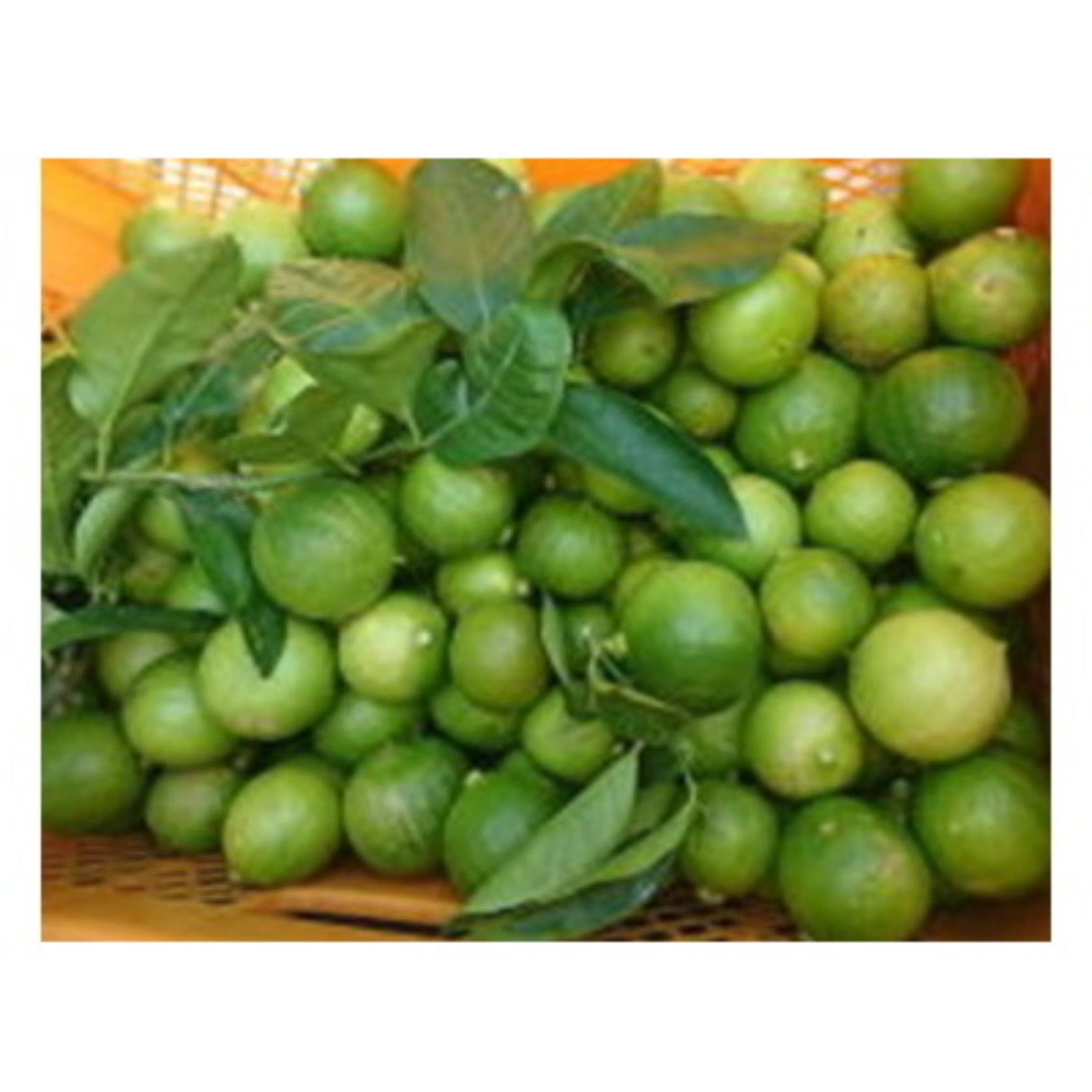 国産ライム 1kg 【A・B品混同品】 lime 果実 柑橘 ｜ 果物/香酸柑橘